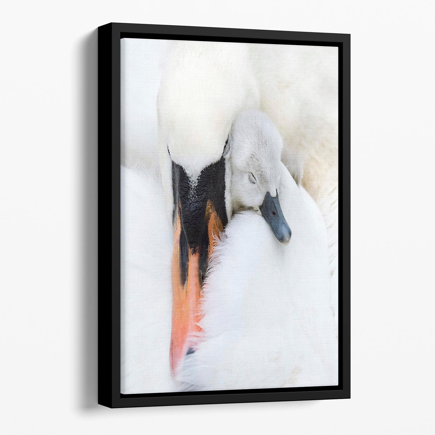 A Mother Swan Floating Framed Canvas - 1x - 1