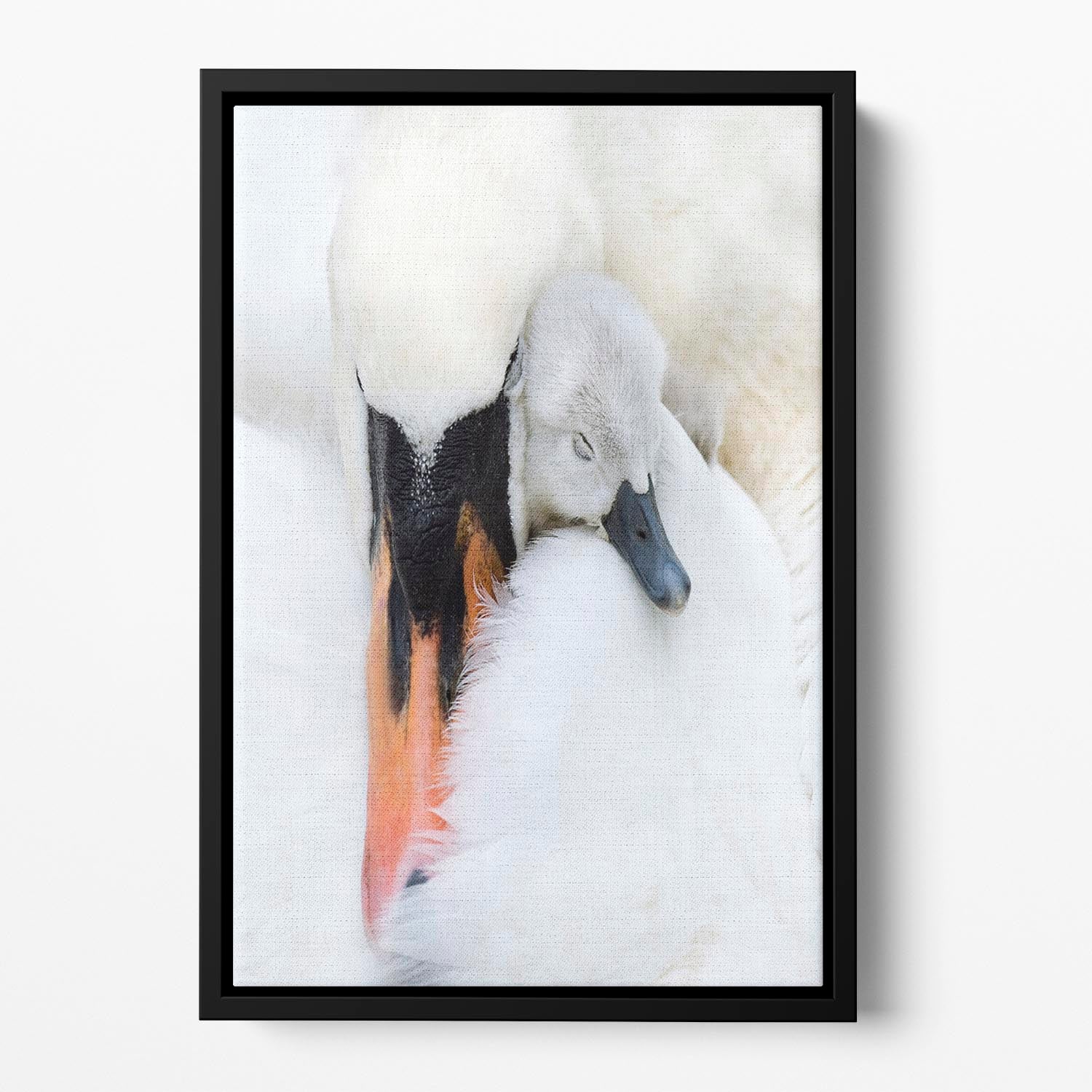A Mother Swan Floating Framed Canvas - 1x - 2