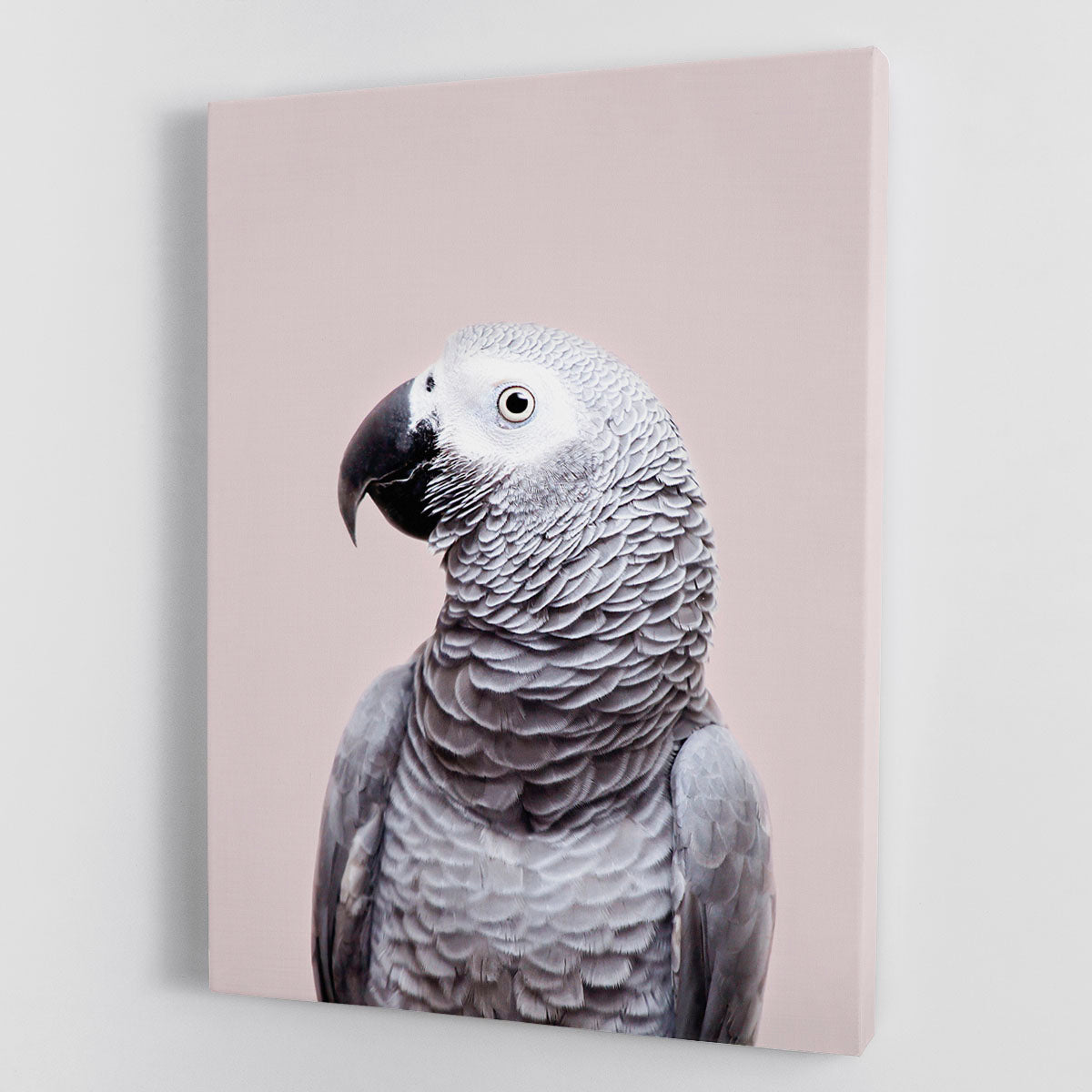 African Grey Canvas Print or Poster - 1x - 1