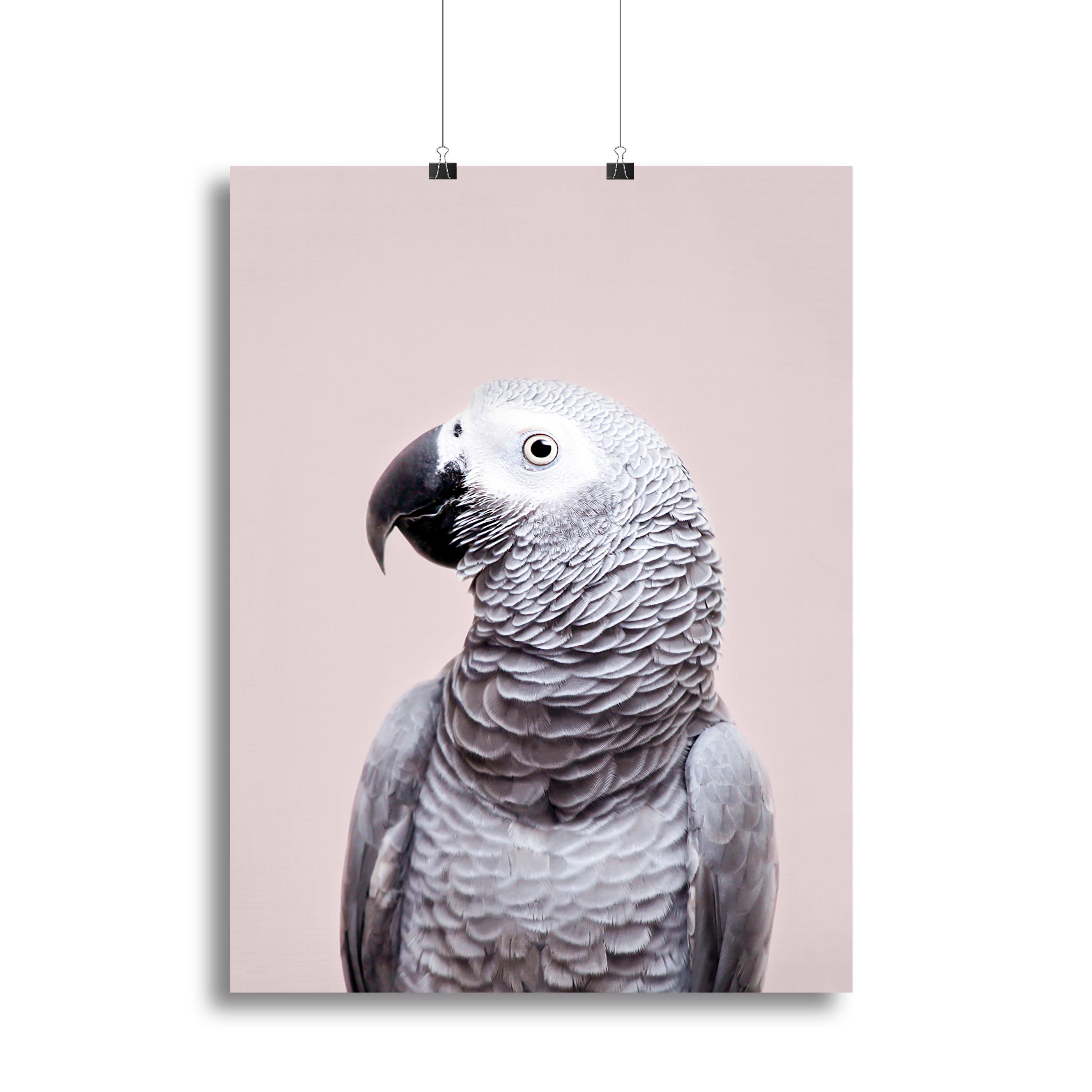 African Grey Canvas Print or Poster - 1x - 2