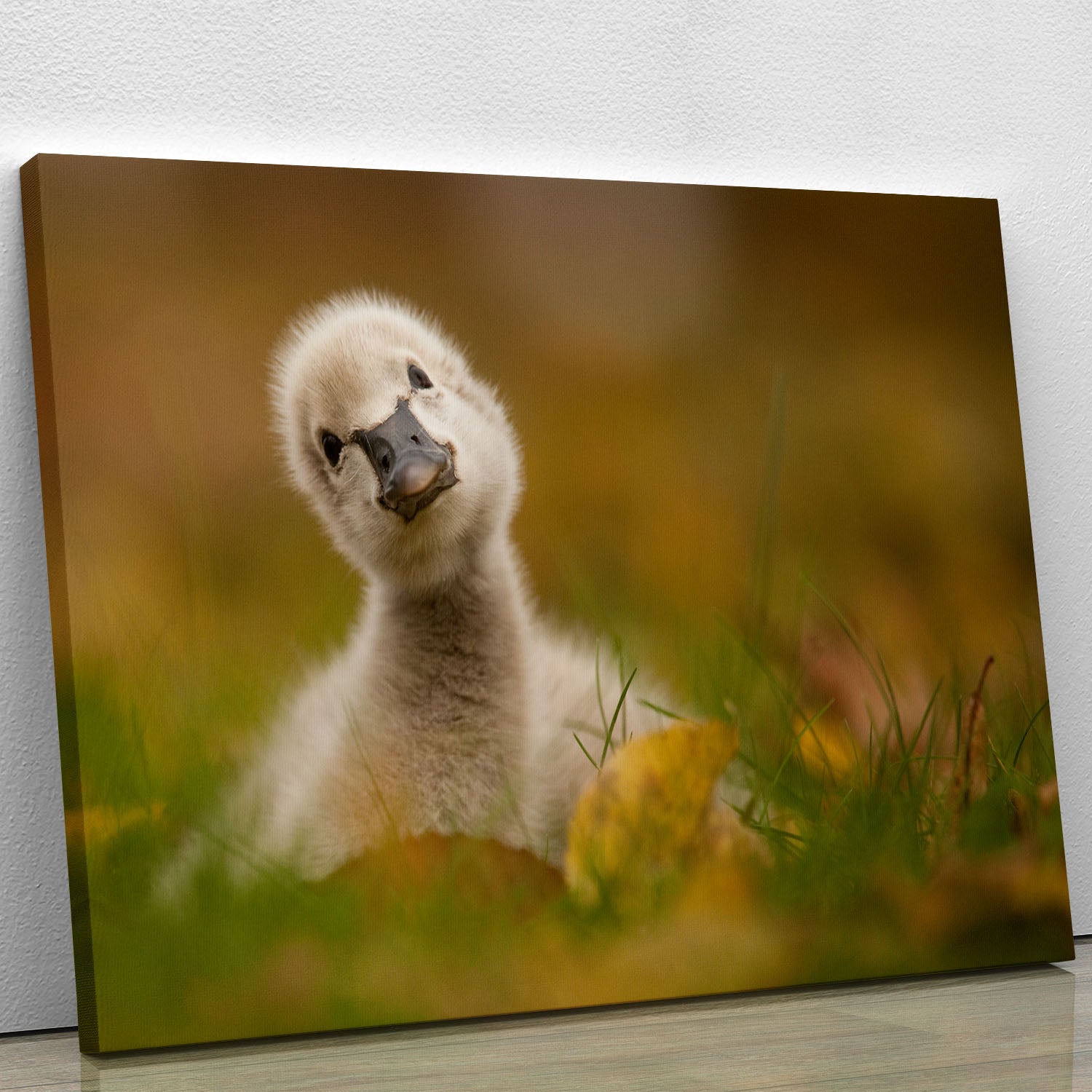 Black Swan Baby Canvas Print or Poster - 1x - 1