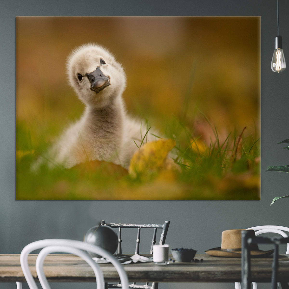 Black Swan Baby Canvas Print or Poster - 1x - 3