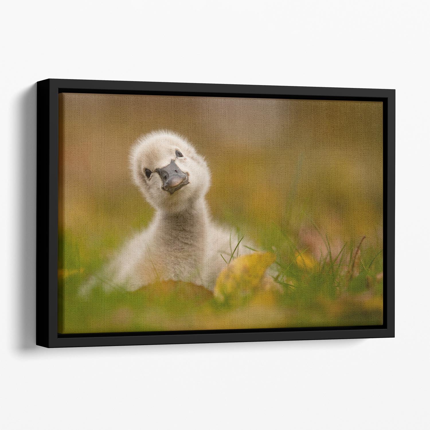 Black Swan Baby Floating Framed Canvas - 1x - 1