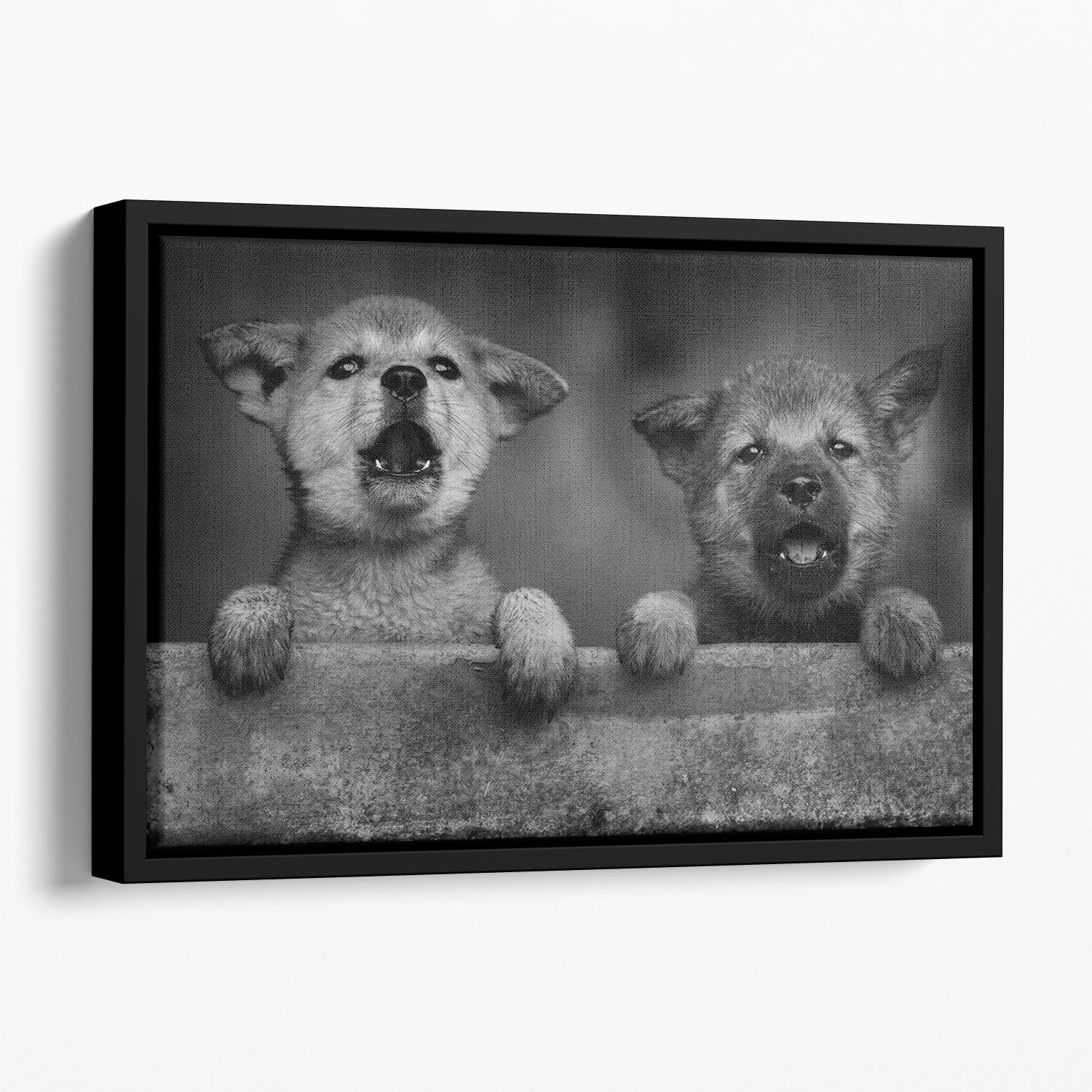 Black and White Puppies Floating Framed Canvas - 1x - 1