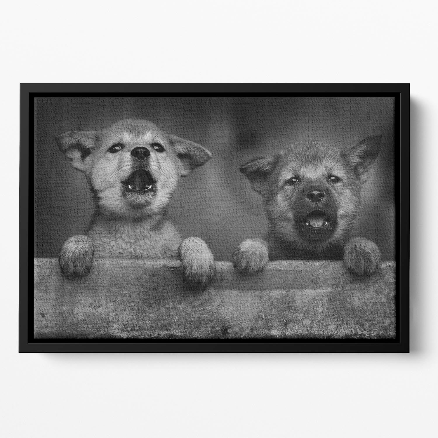 Black and White Puppies Floating Framed Canvas - 1x - 2