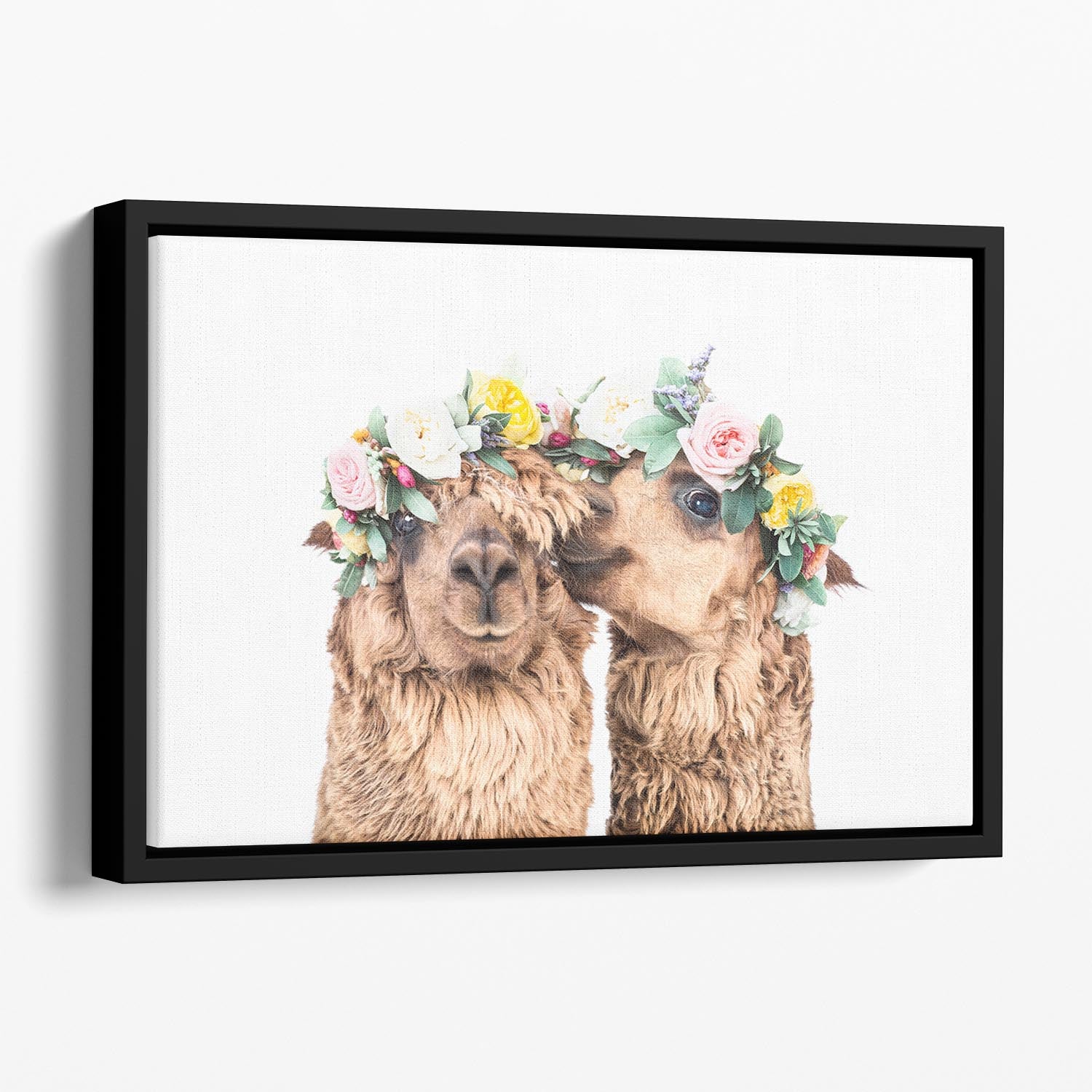 Boho Alpacas Floating Framed Canvas - 1x - 1