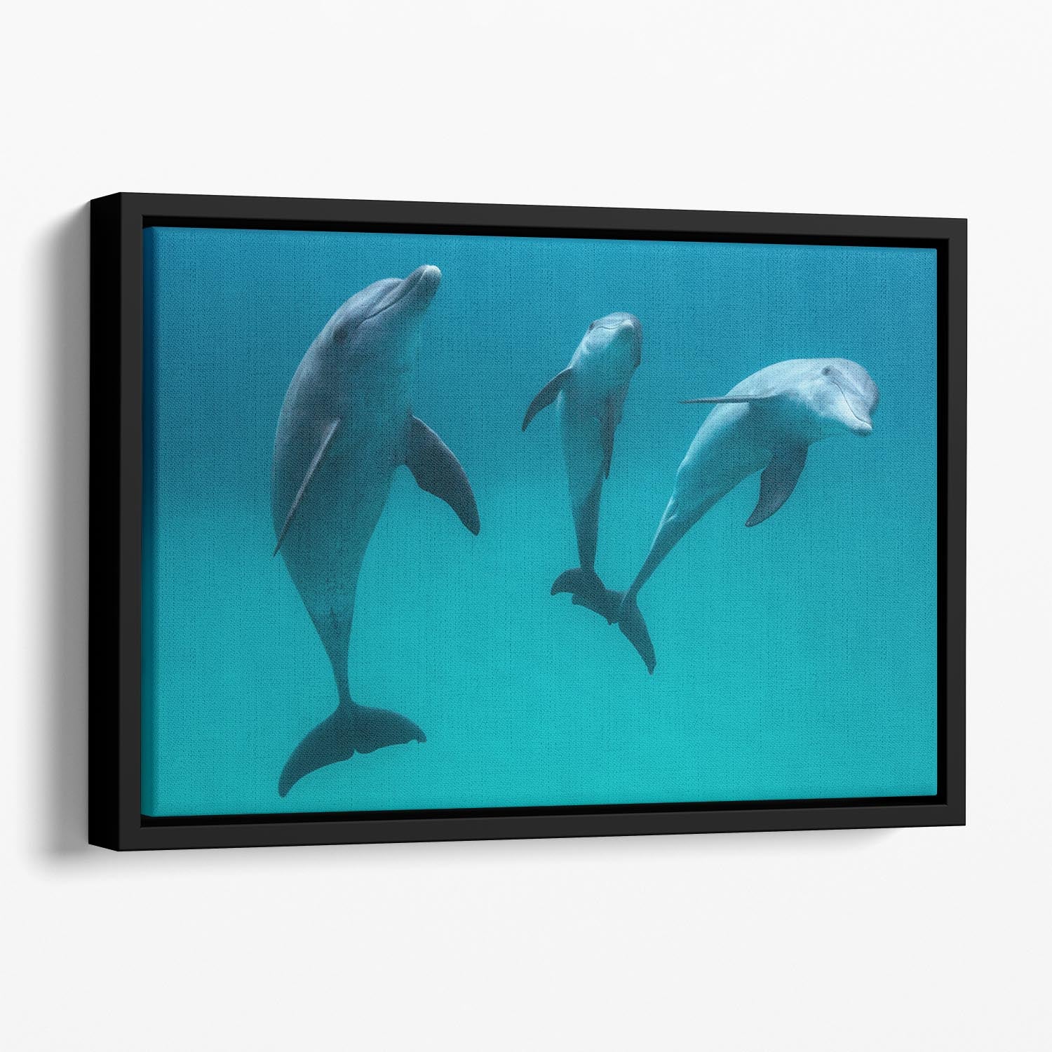 Bottlenose dolphins Floating Framed Canvas - 1x - 1