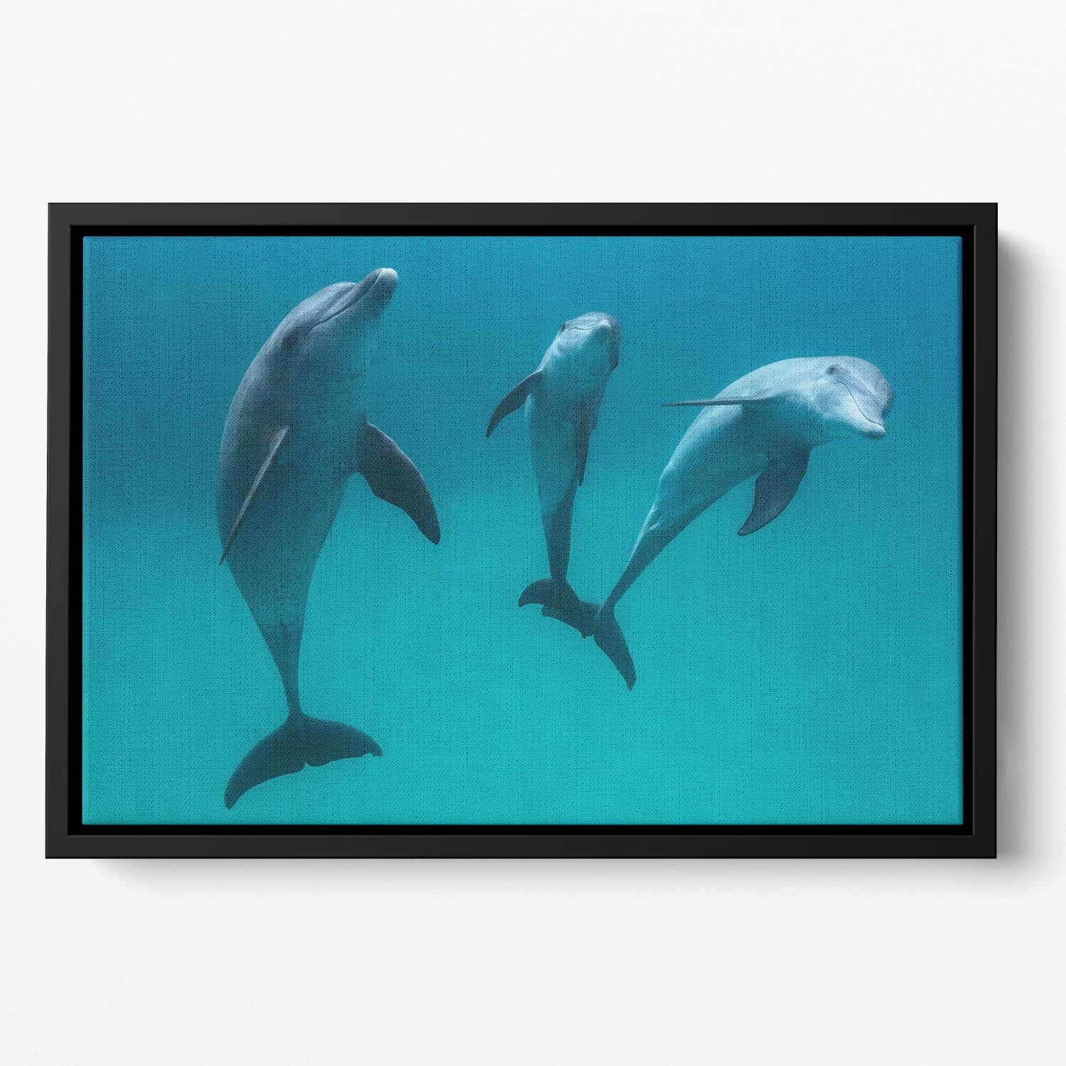 Bottlenose dolphins Floating Framed Canvas - 1x - 2