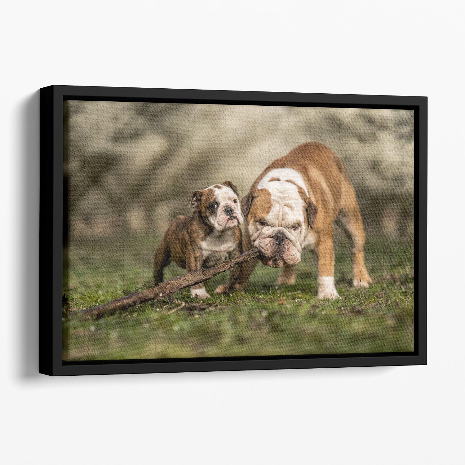 Busy with a stick Floating Framed Canvas - 1x - 1
