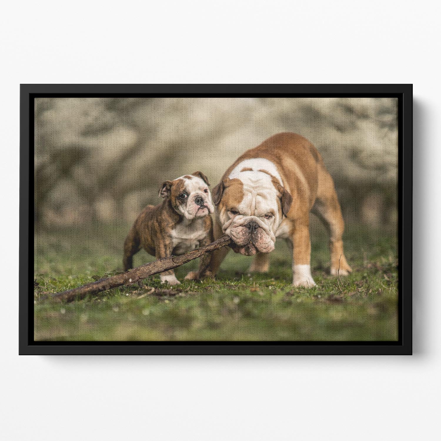 Busy with a stick Floating Framed Canvas - 1x - 2