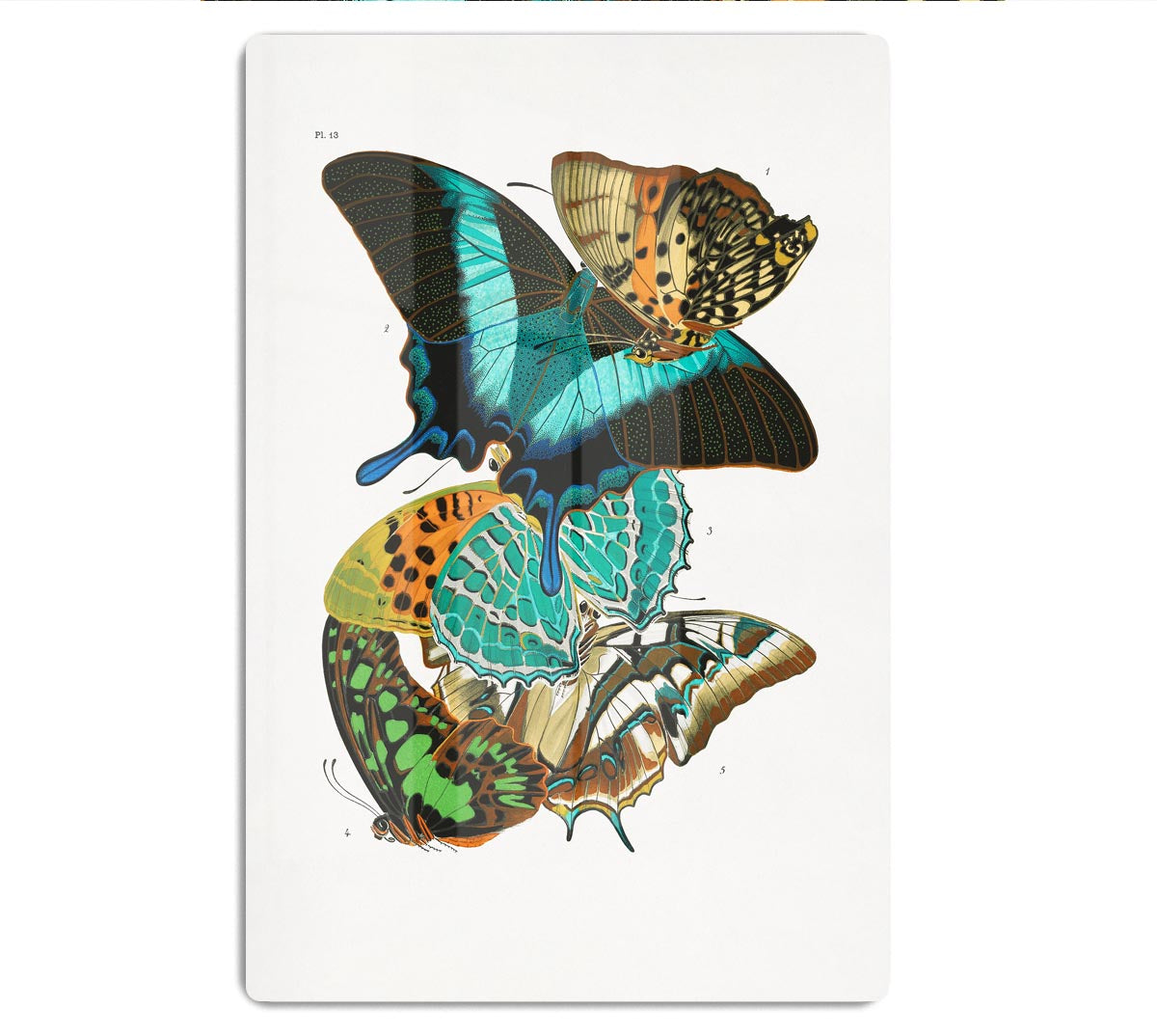 Butterflies Part 13 Acrylic Block - Canvas Art Rocks - 1