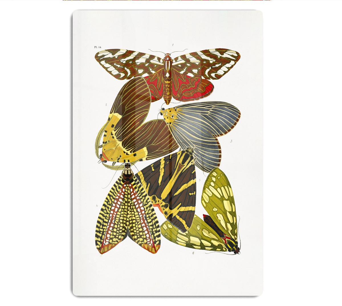 Butterflies Part 14 Acrylic Block - Canvas Art Rocks - 1