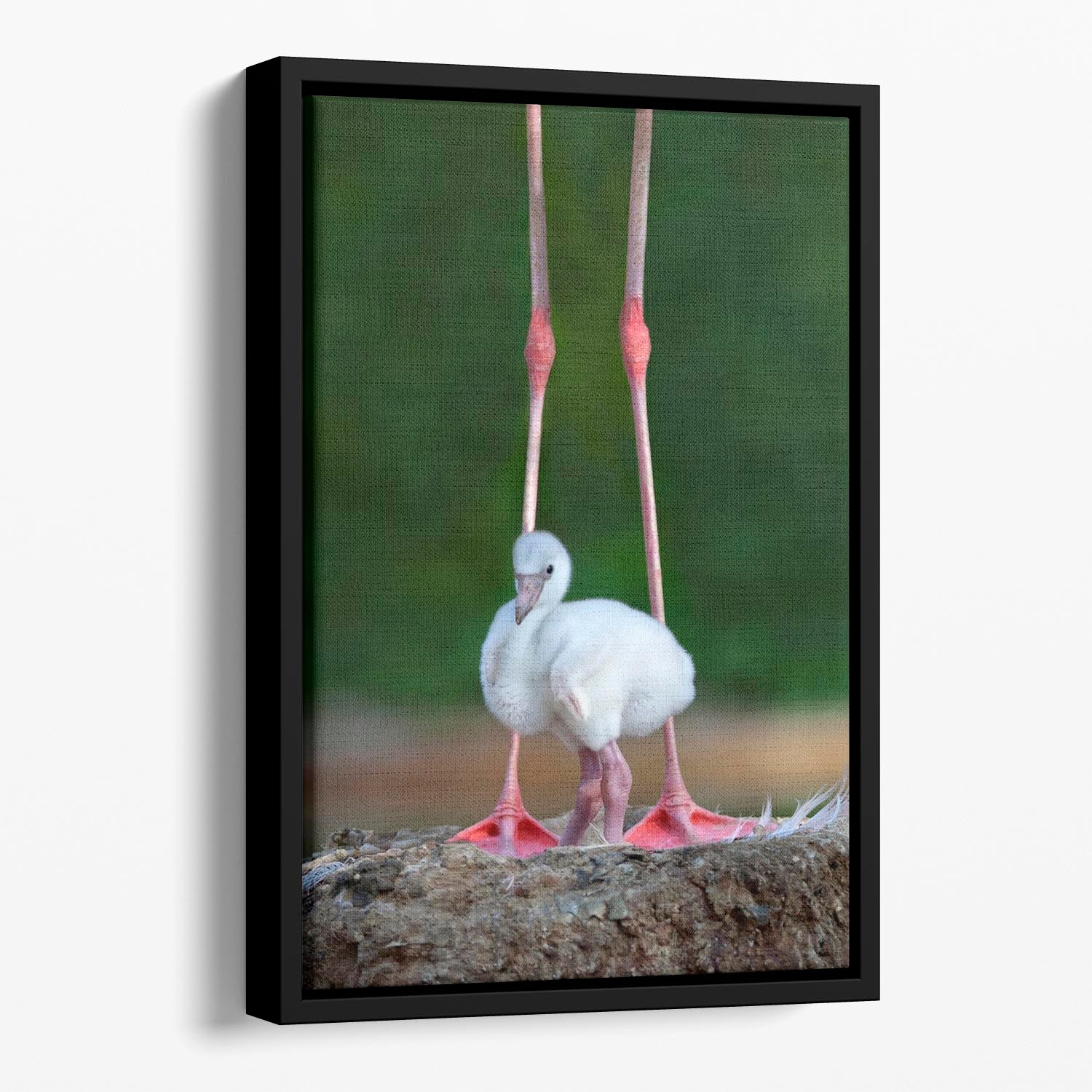 Caribbean flamingo chick Floating Framed Canvas - 1x - 1