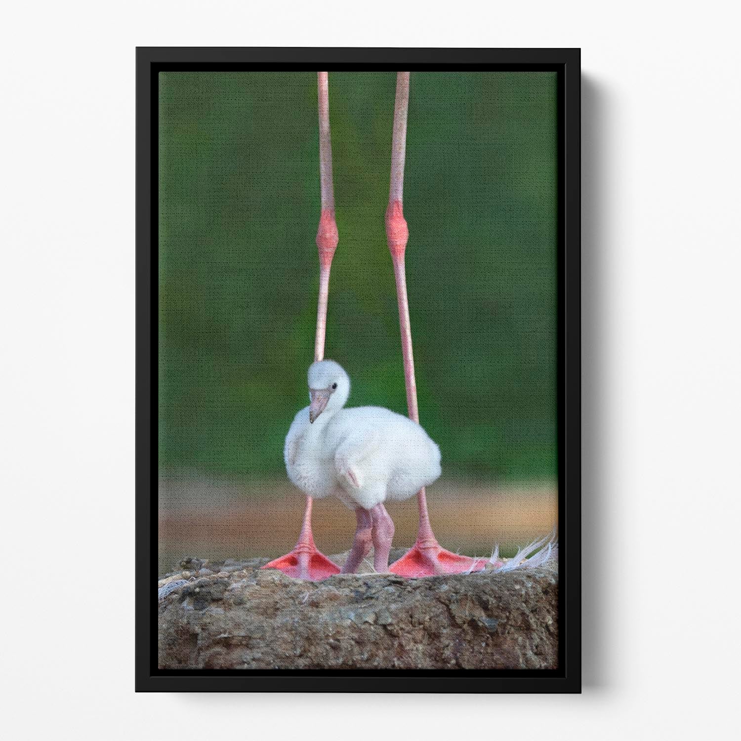Caribbean flamingo chick Floating Framed Canvas - 1x - 2