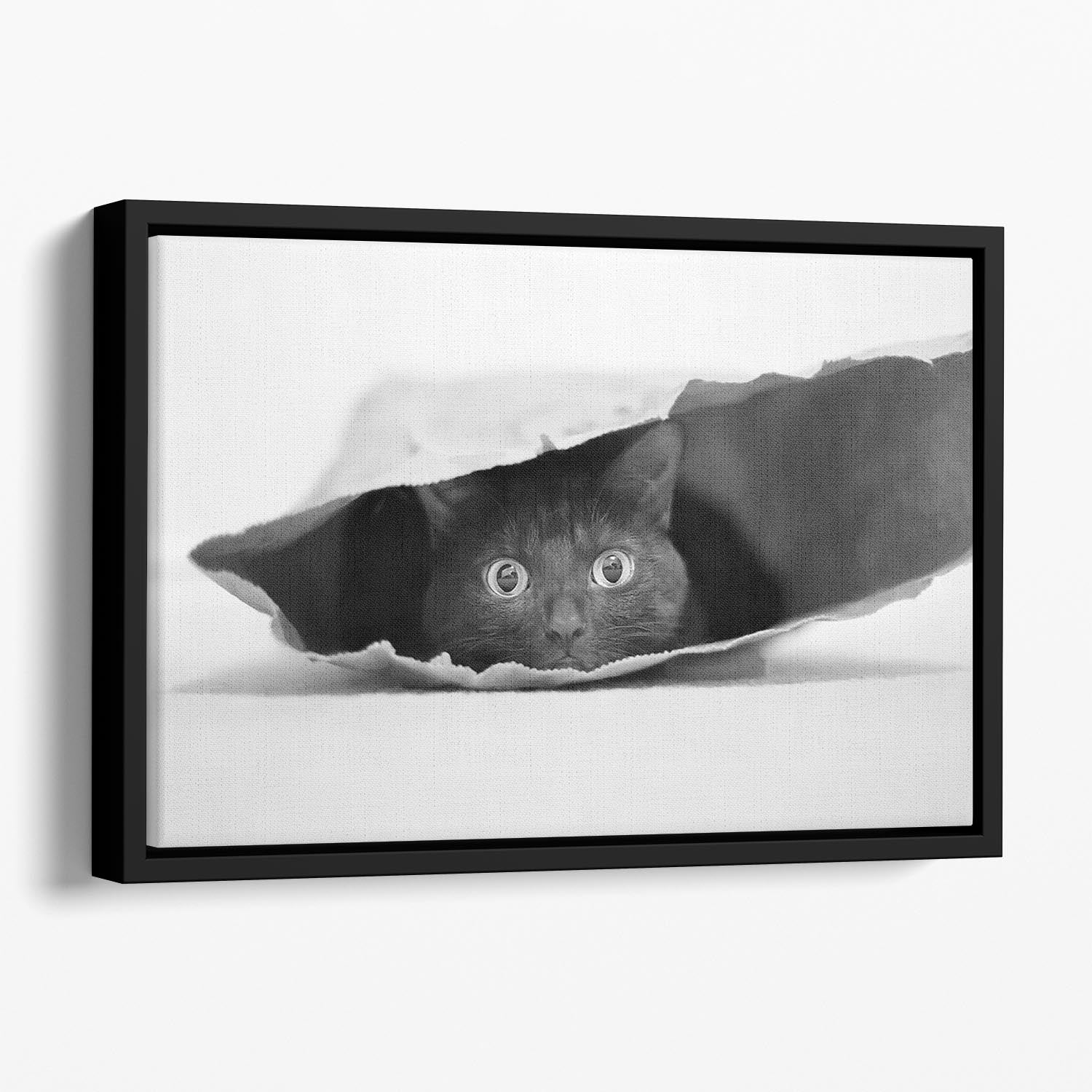 Cat in a bag Floating Framed Canvas - 1x - 1