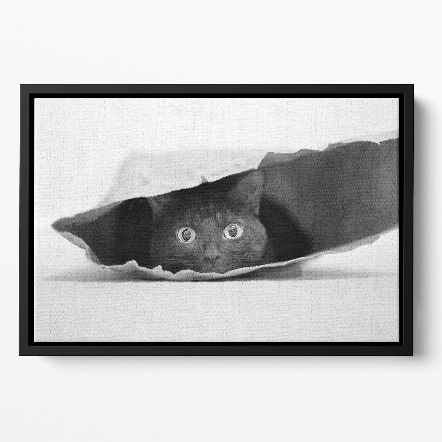 Cat in a bag Floating Framed Canvas - 1x - 2