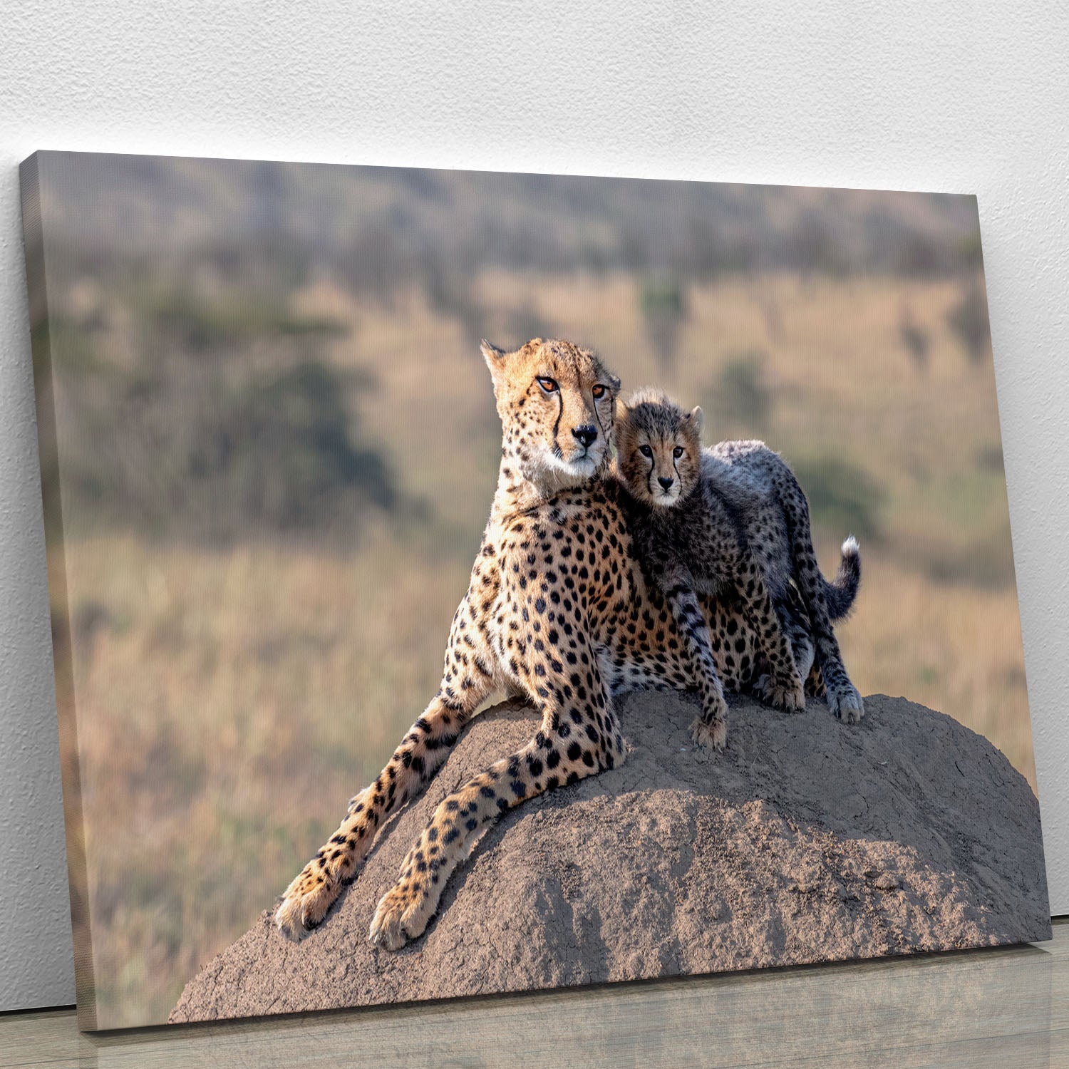Cheetah and cup Canvas Print or Poster - 1x - 1