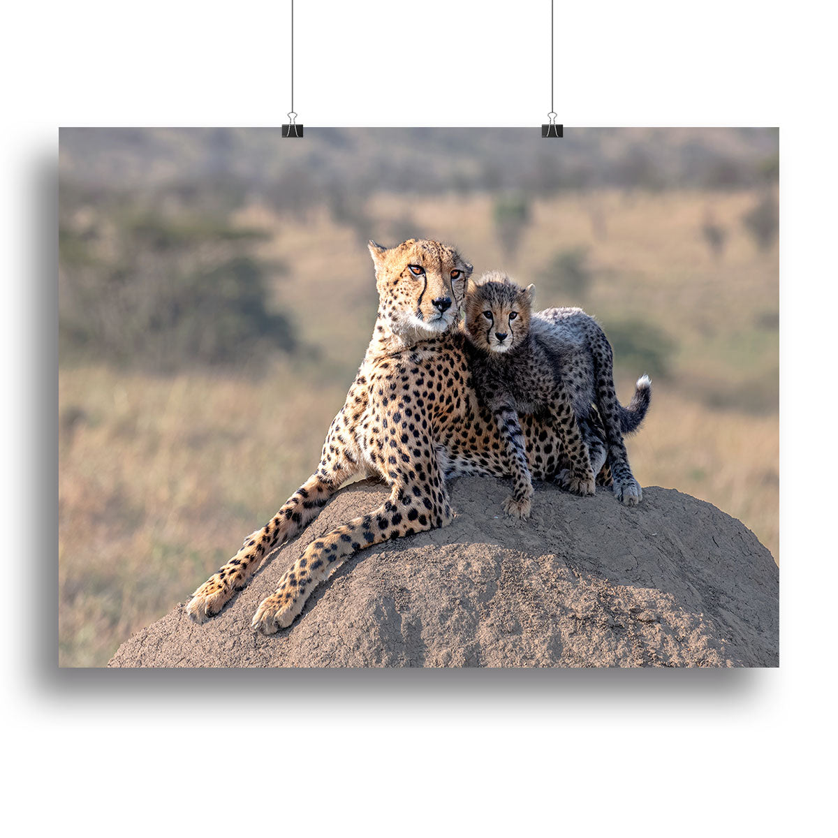 Cheetah and cup Canvas Print or Poster - 1x - 2
