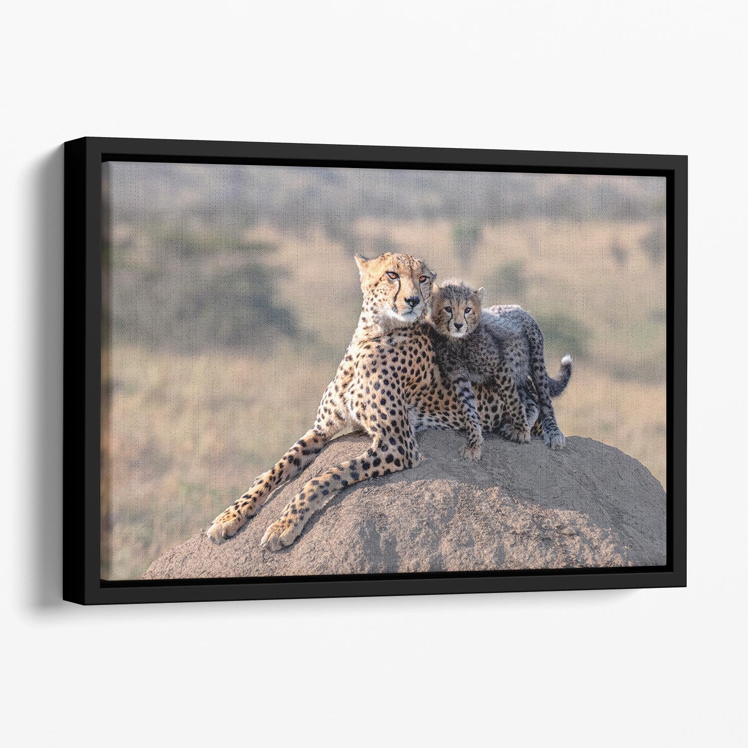 Cheetah and cup Floating Framed Canvas - 1x - 1