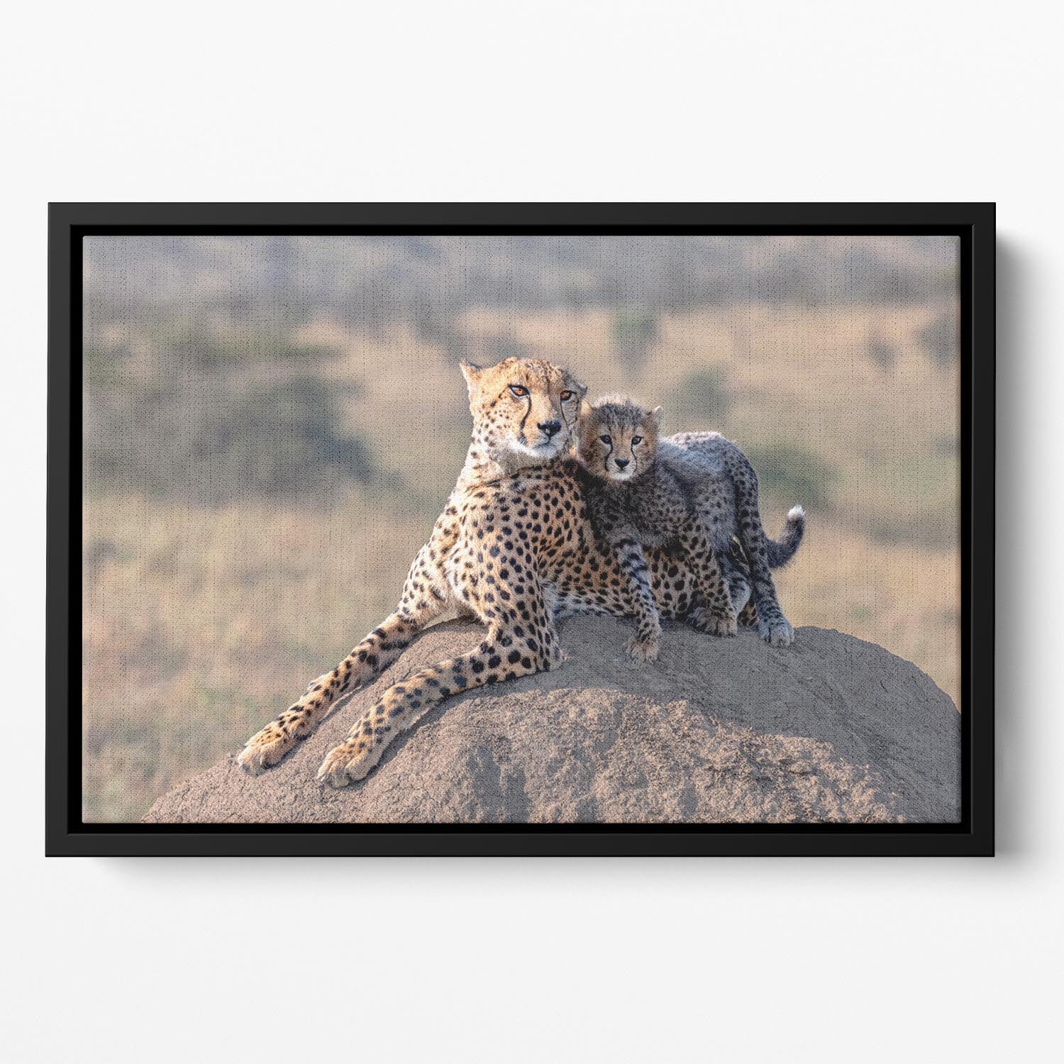 Cheetah and cup Floating Framed Canvas - 1x - 2
