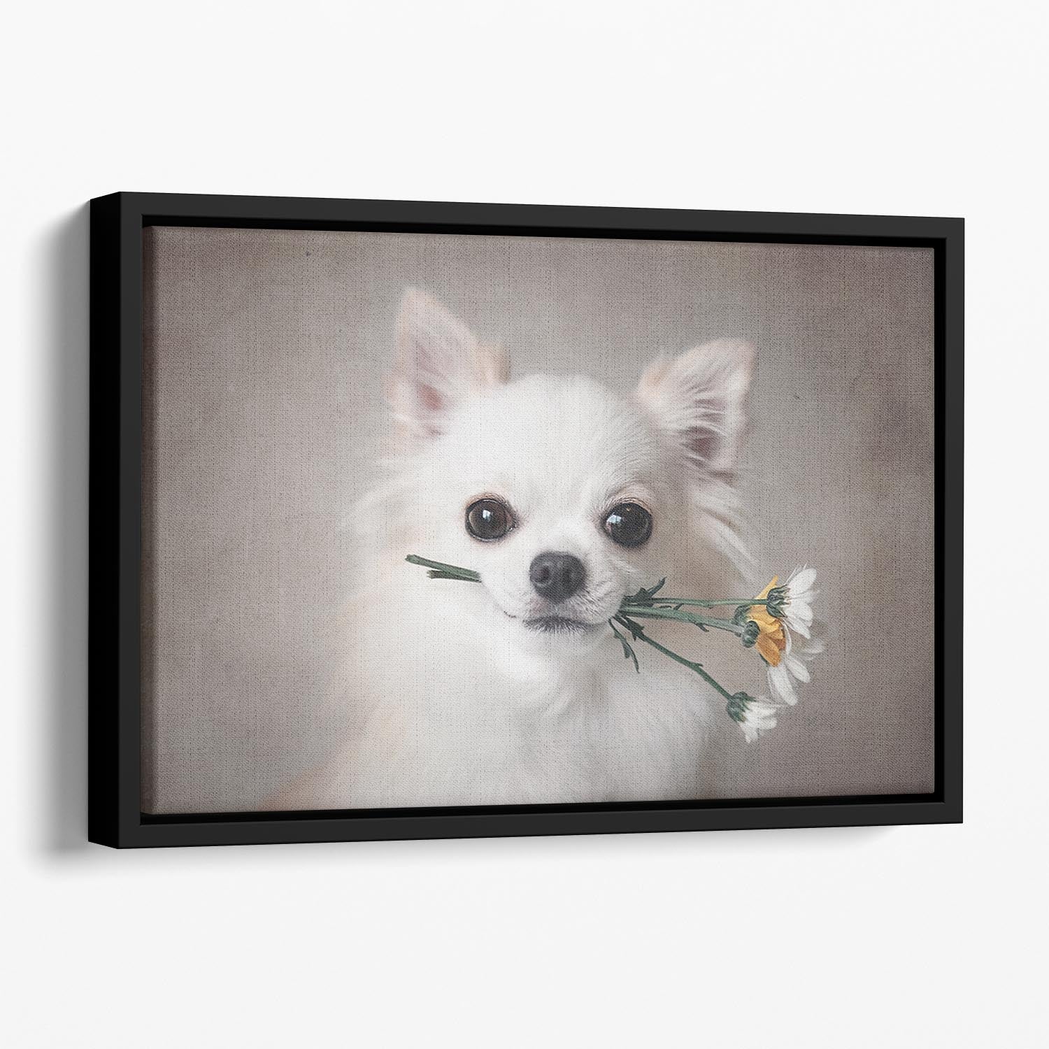 Chihuahua with flowers Floating Framed Canvas - 1x - 1
