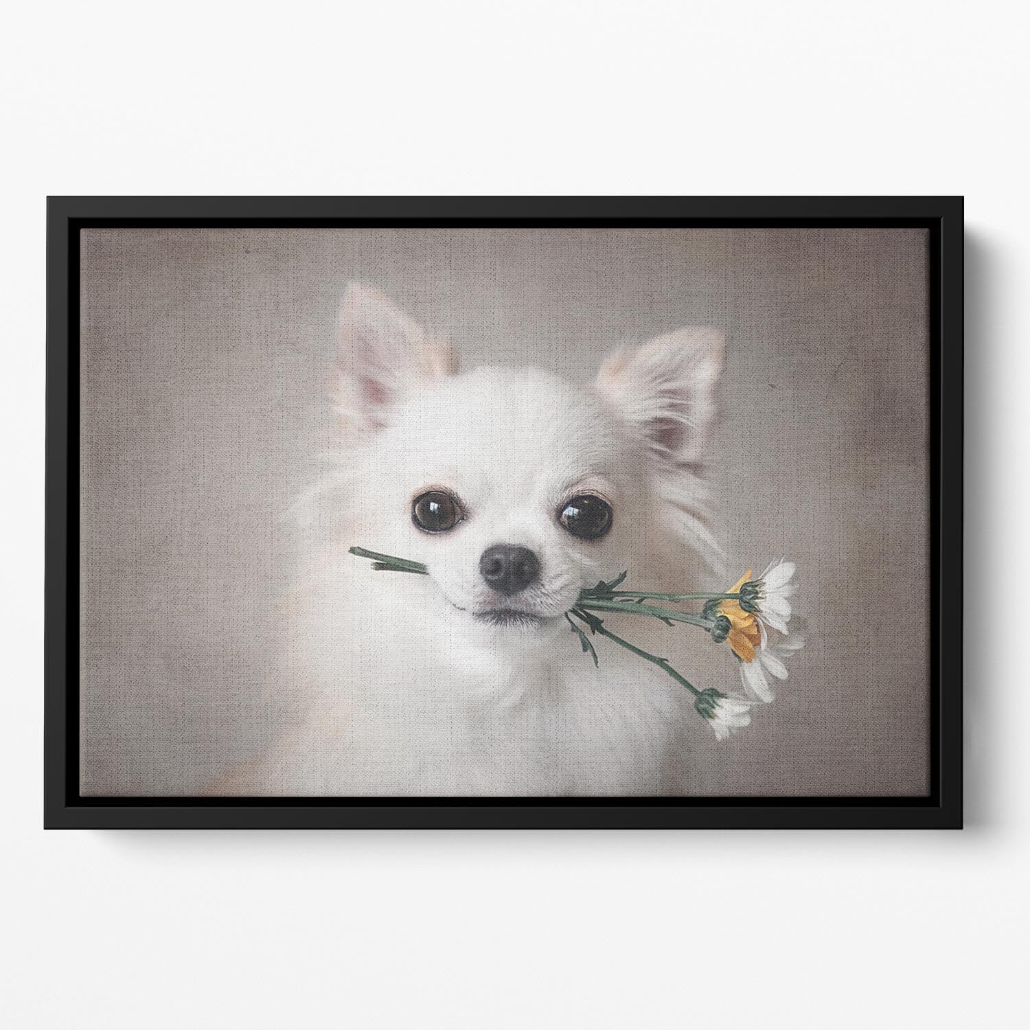 Chihuahua with flowers Floating Framed Canvas - 1x - 2