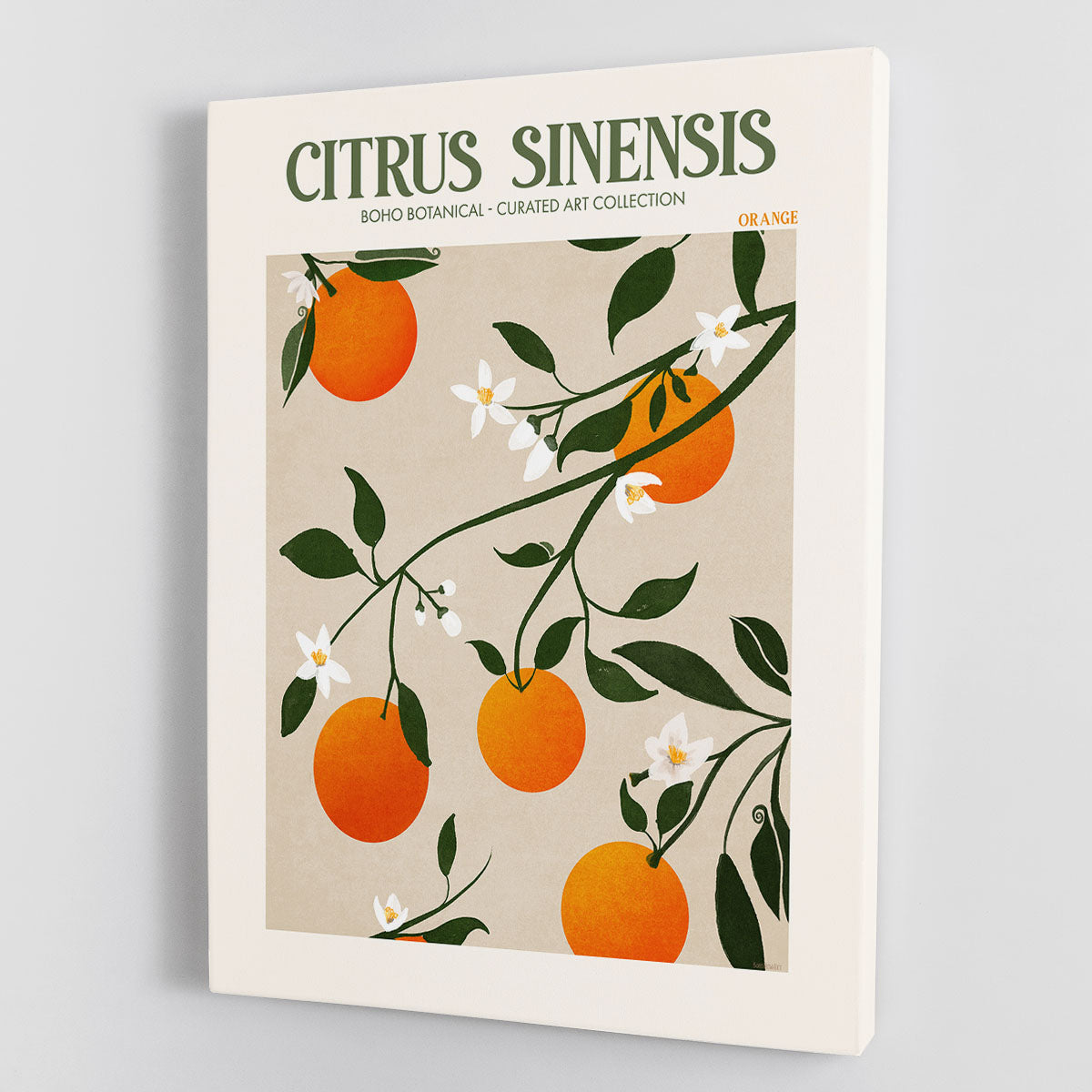 Citrus Sinensis Canvas Print or Poster - Canvas Art Rocks - 1