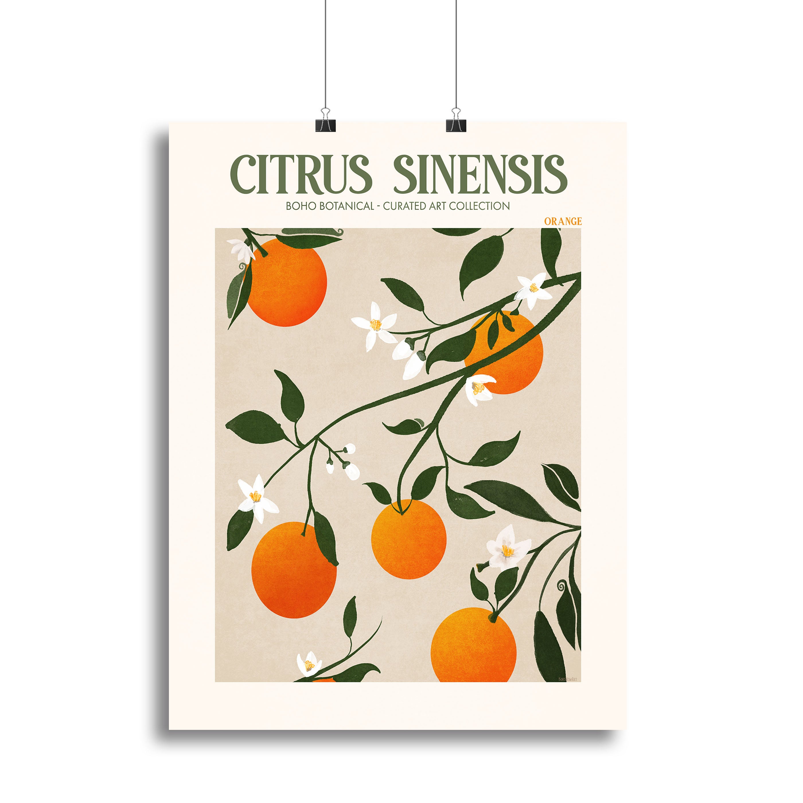 Citrus Sinensis Canvas Print or Poster - Canvas Art Rocks - 2