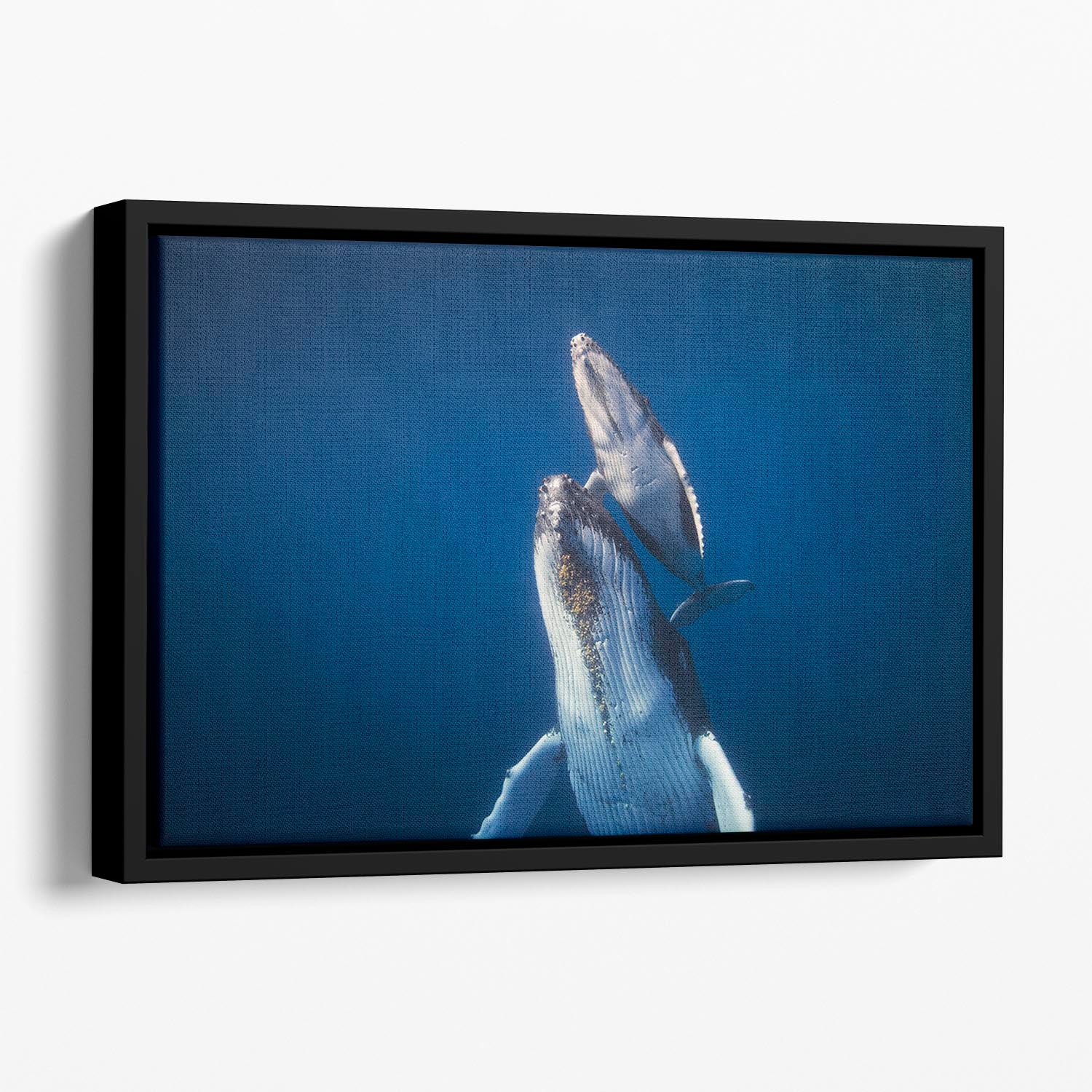 Come back to the surface Floating Framed Canvas - 1x - 1