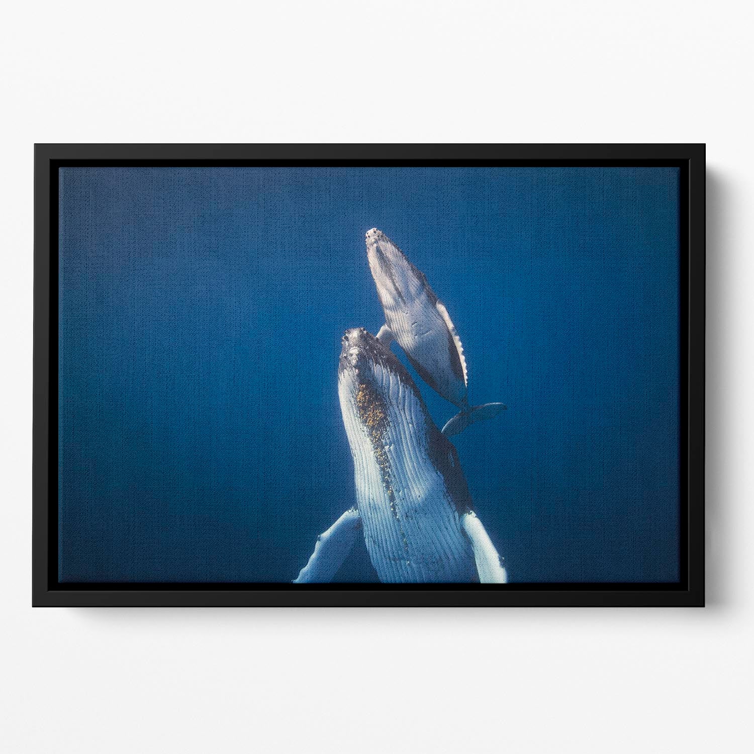 Come back to the surface Floating Framed Canvas - 1x - 2