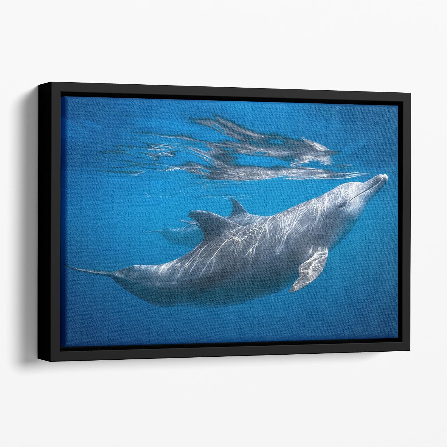 Dolphin at the surface Floating Framed Canvas - 1x - 1