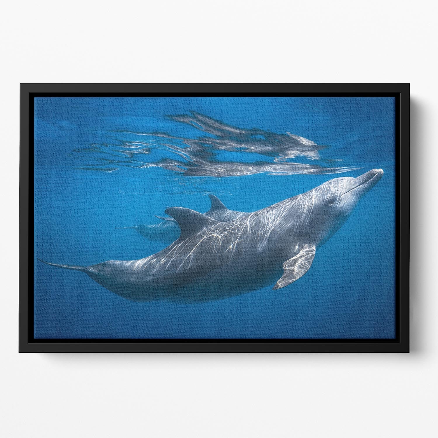 Dolphin at the surface Floating Framed Canvas - 1x - 2