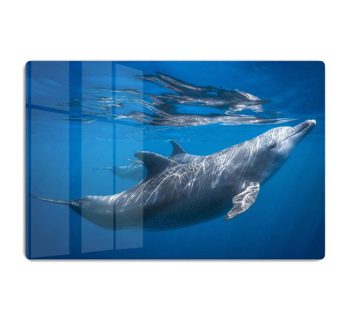 Dolphin at the surface Acrylic Block - 1x - 1