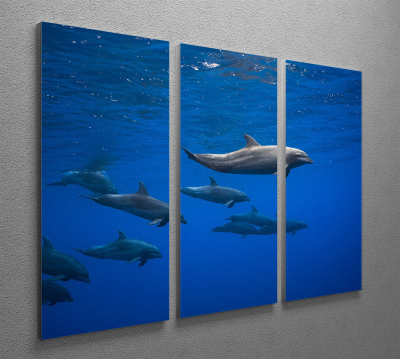 Dolphins 3 Split Panel Canvas Print - 1x - 2