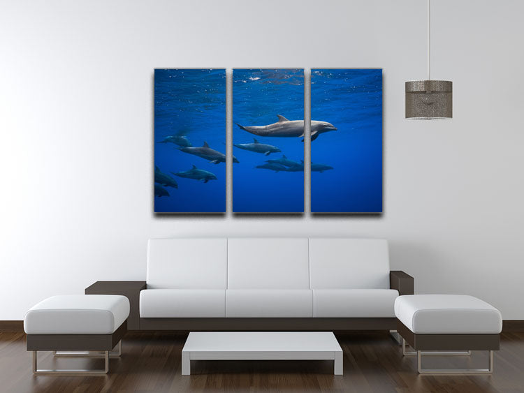 Dolphins 3 Split Panel Canvas Print - 1x - 3