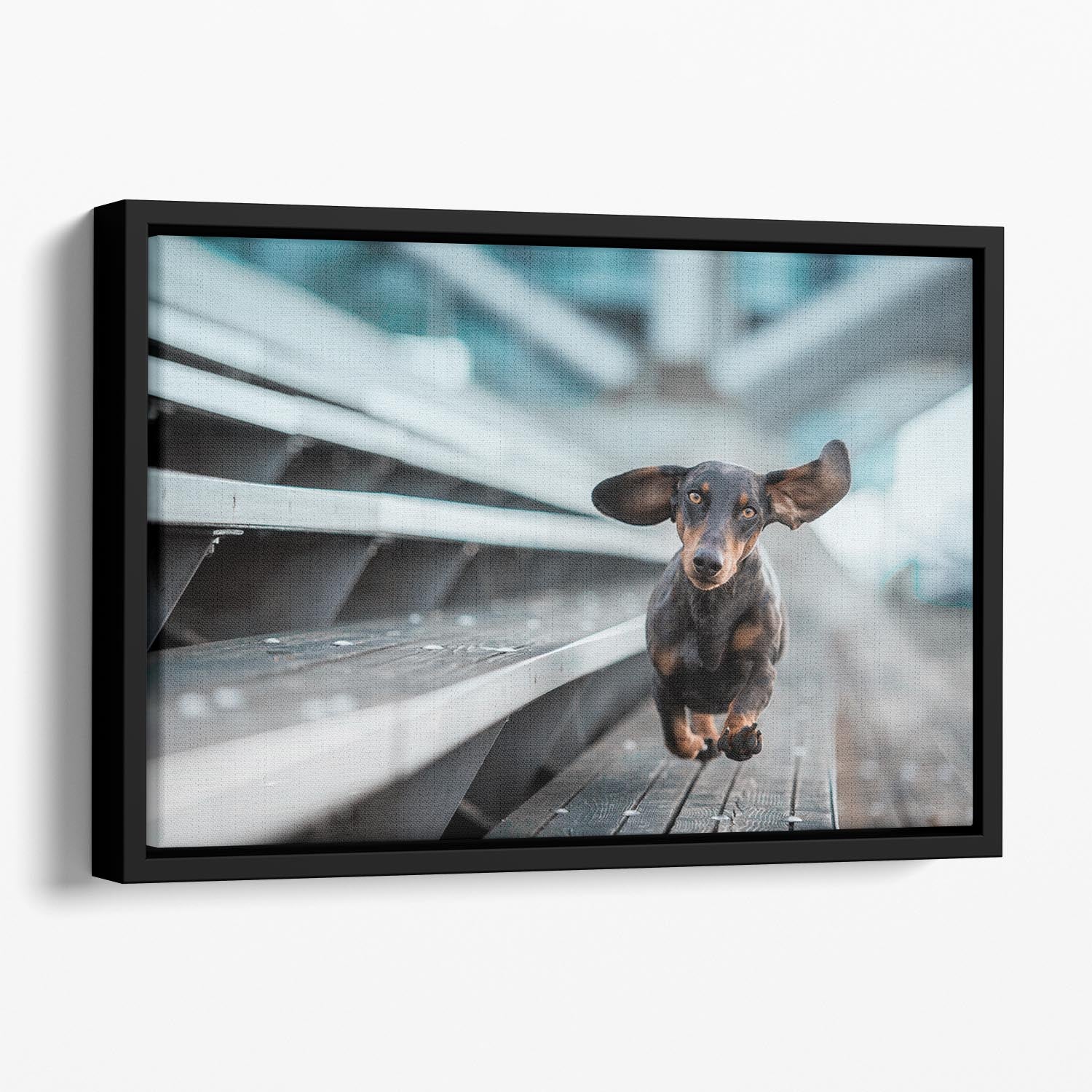 Ein kleiner Hund lAcuft durch die Welt Floating Framed Canvas - 1x - 1