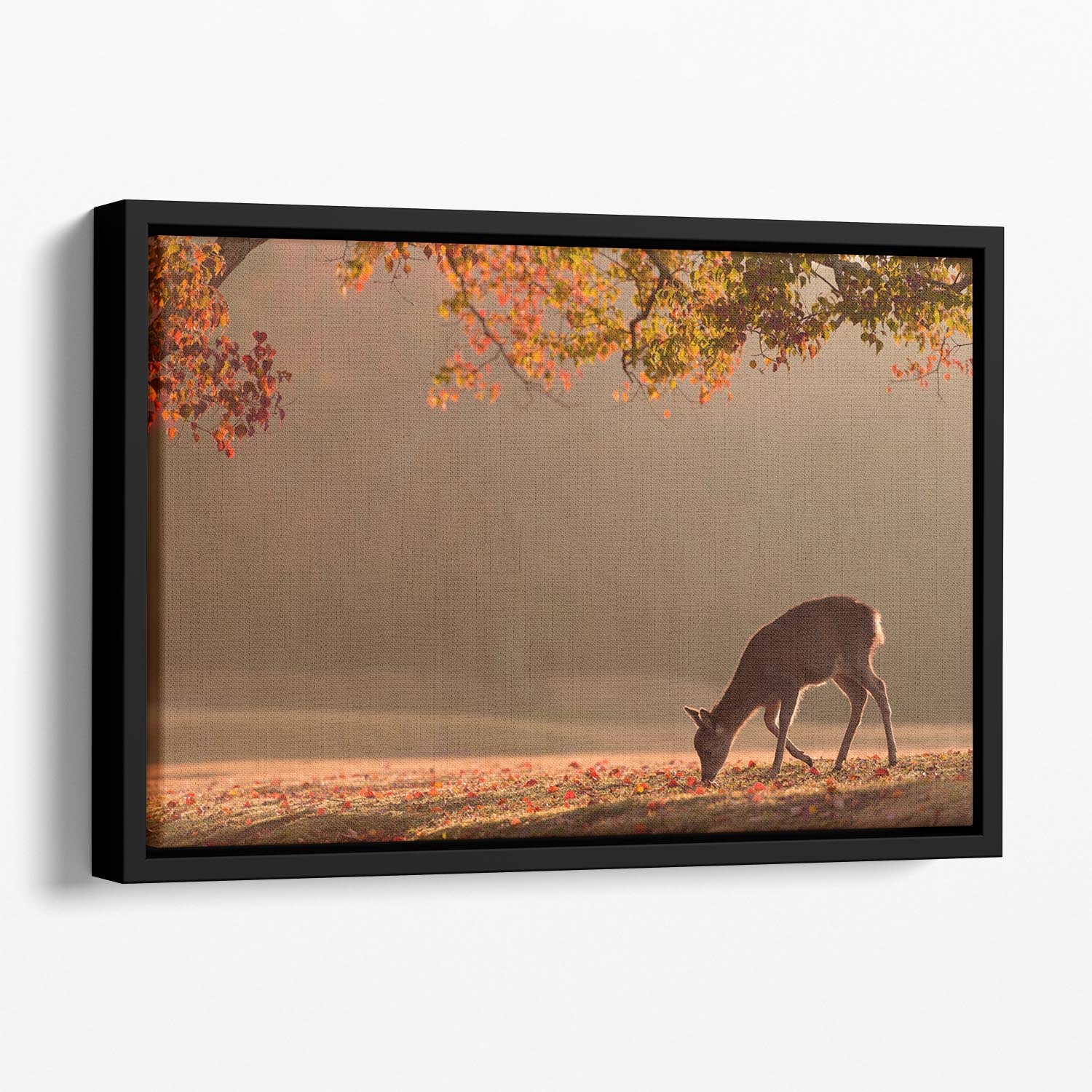 First Autumn Floating Framed Canvas - 1x - 1
