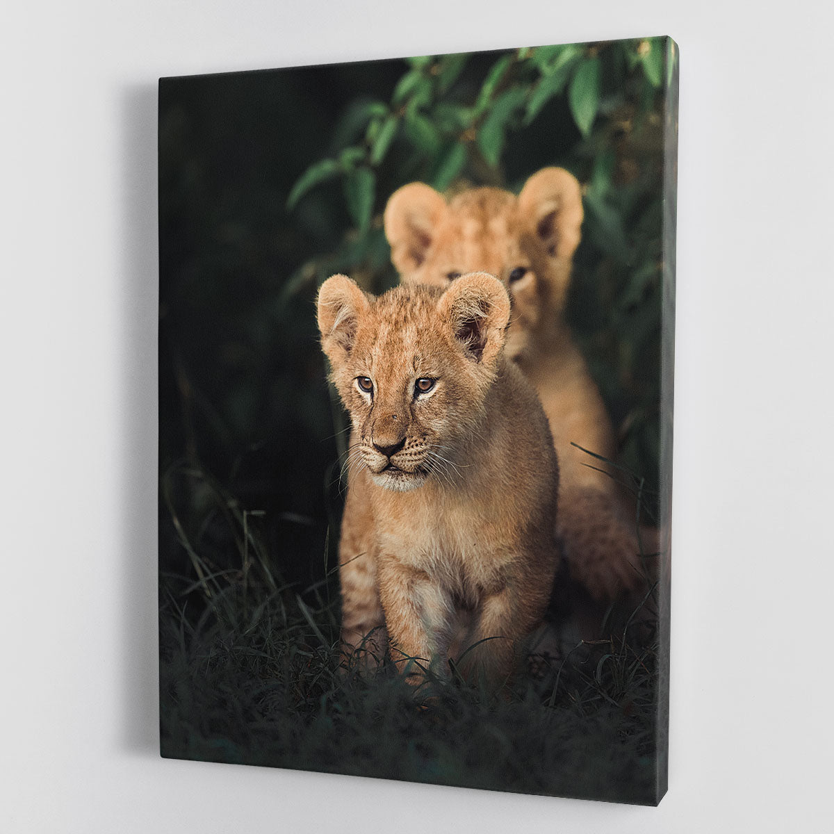 Lions Cub Canvas Print or Poster - 1x - 1