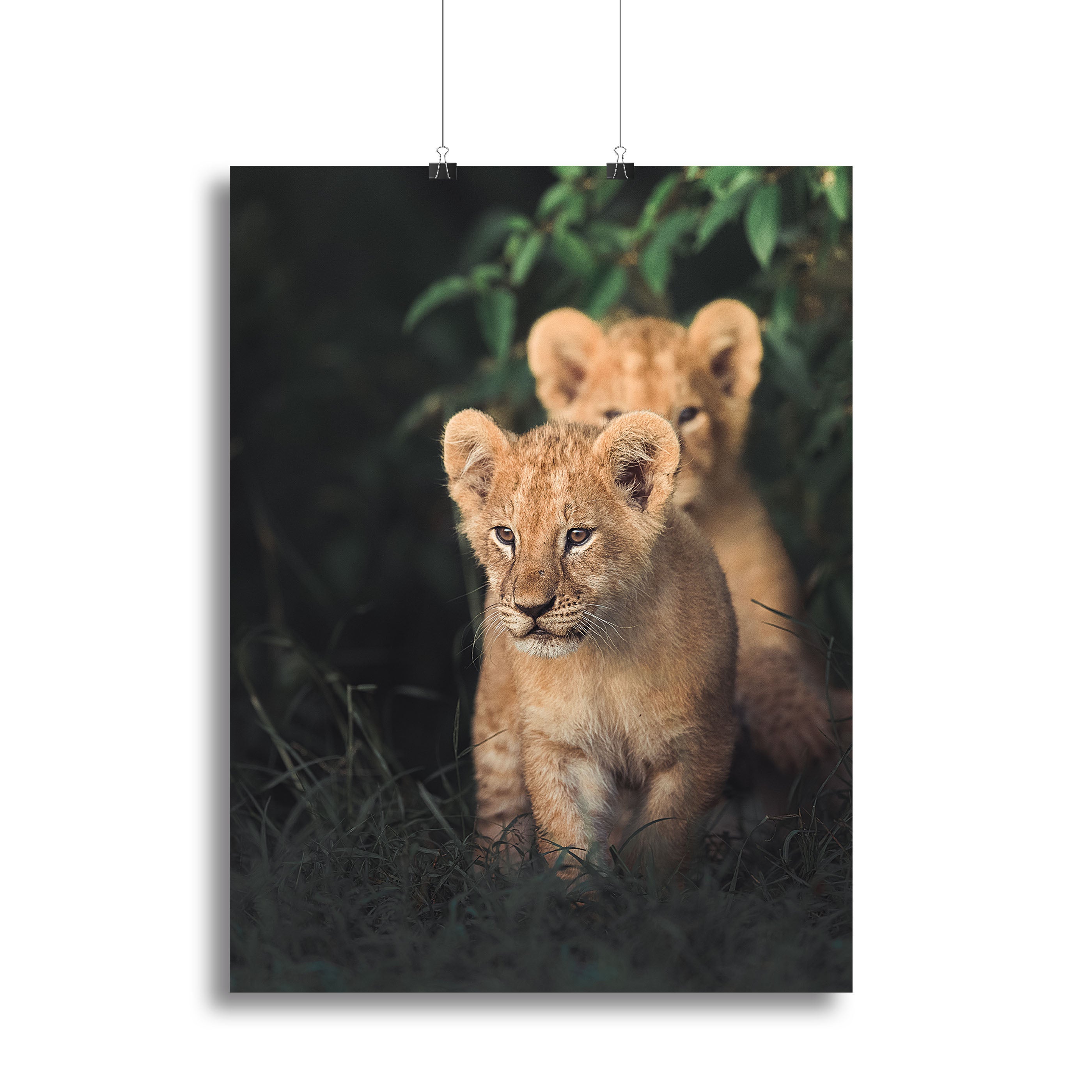 Lions Cub Canvas Print or Poster - 1x - 2