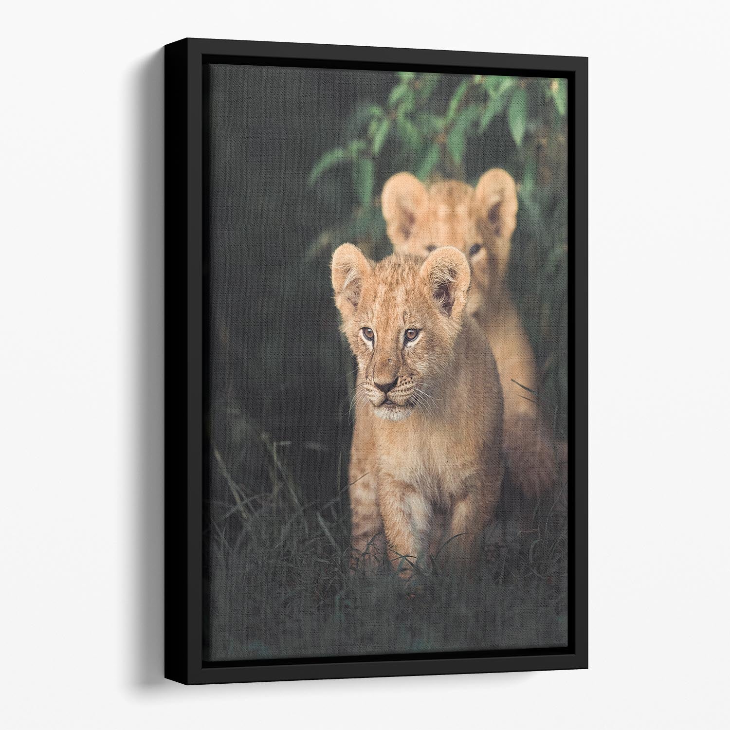 Lions Cub Floating Framed Canvas - 1x - 1