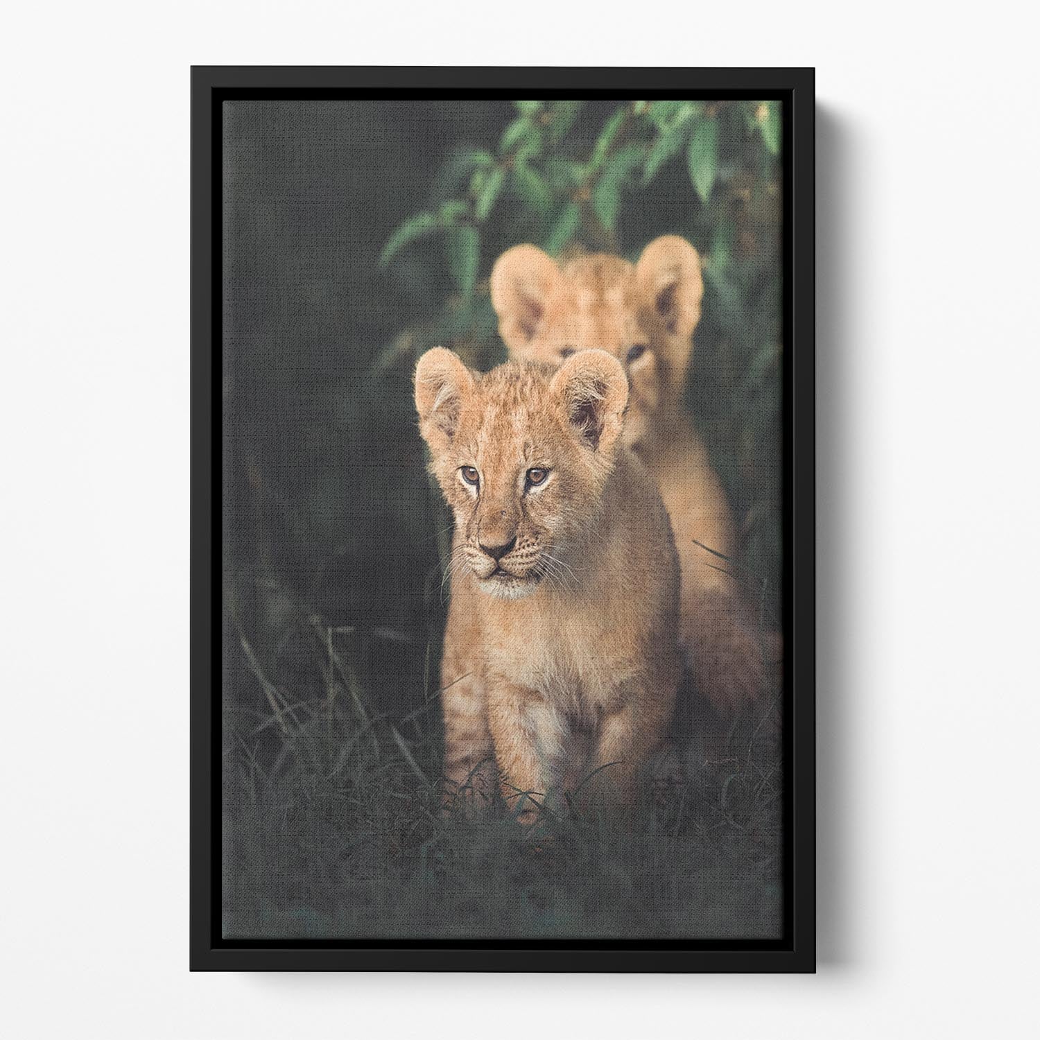 Lions Cub Floating Framed Canvas - 1x - 2