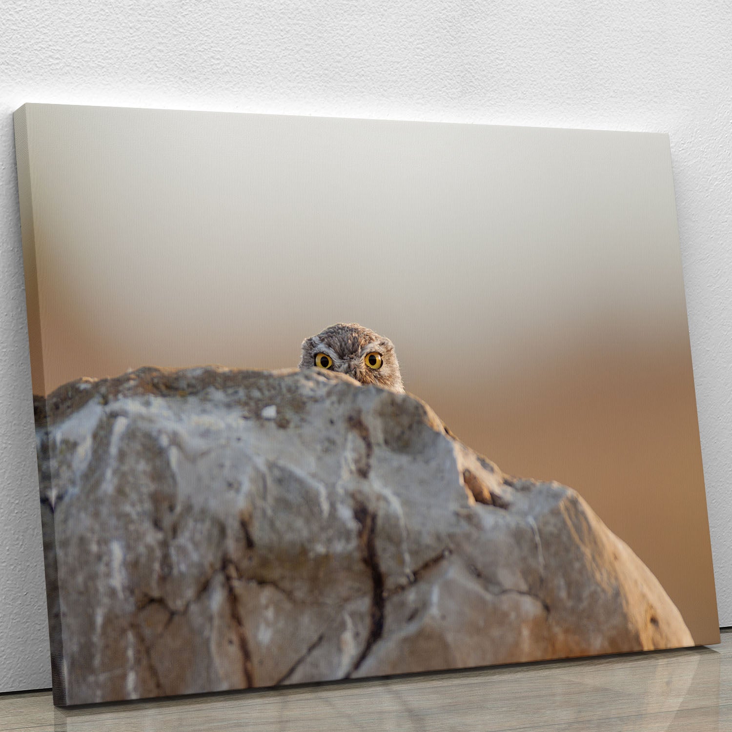 Little Owl Canvas Print or Poster - 1x - 1