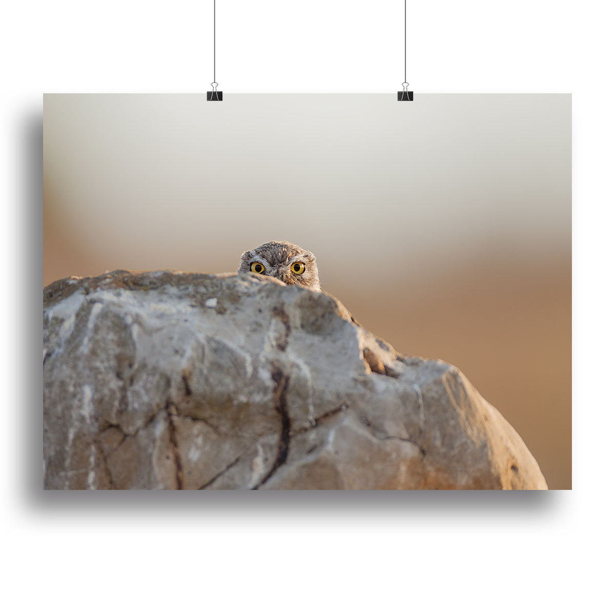 Little Owl Canvas Print or Poster - 1x - 2