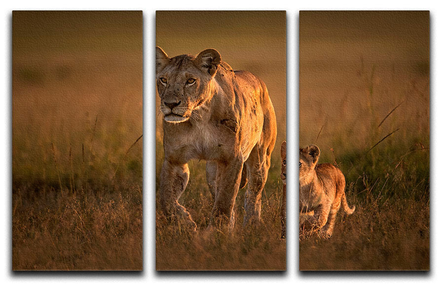 Mom lioness with cub 3 Split Panel Canvas Print - 1x - 1