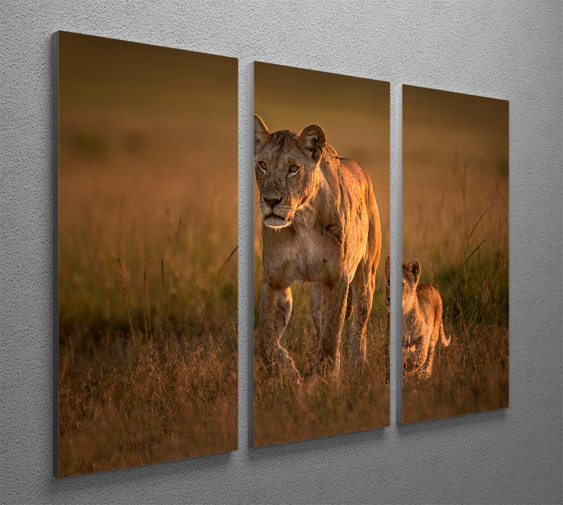 Mom lioness with cub 3 Split Panel Canvas Print - 1x - 2