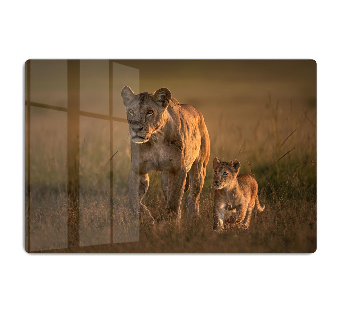 Mom lioness with cub Acrylic Block - 1x - 1