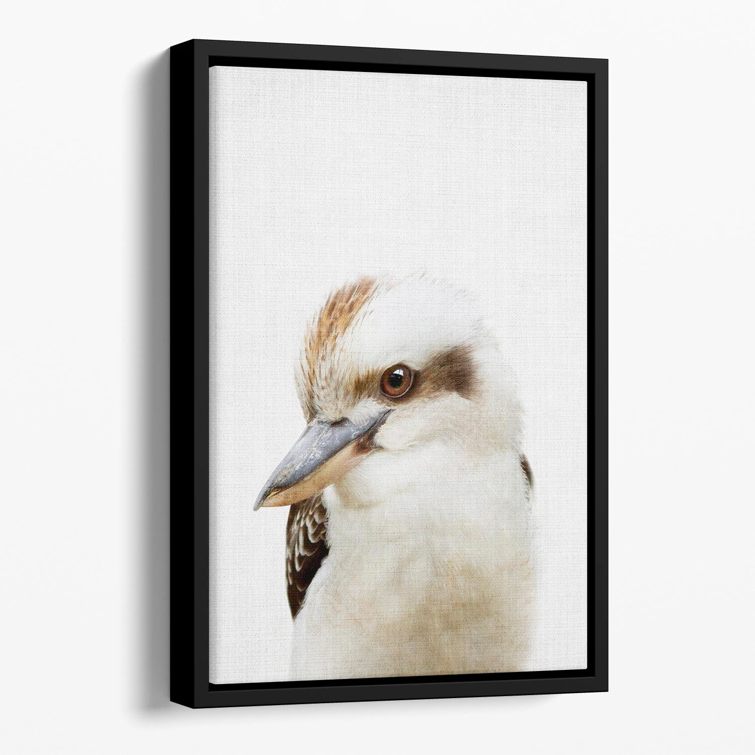 Peekaboo Kookaburra Floating Framed Canvas - 1x - 1
