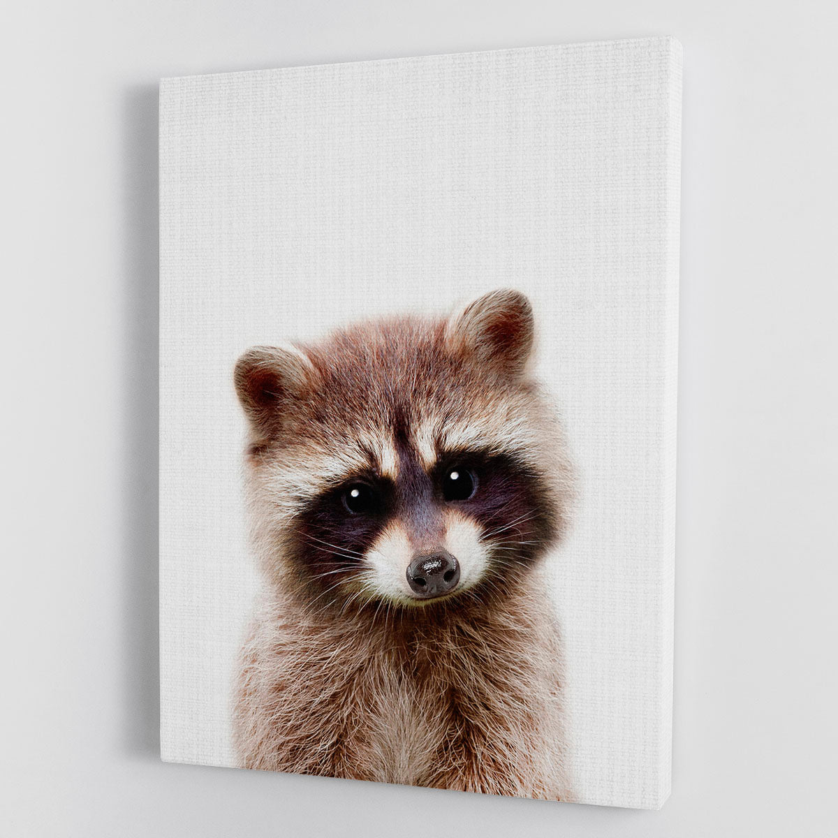 Peekaboo Raccoon Canvas Print or Poster - 1x - 1