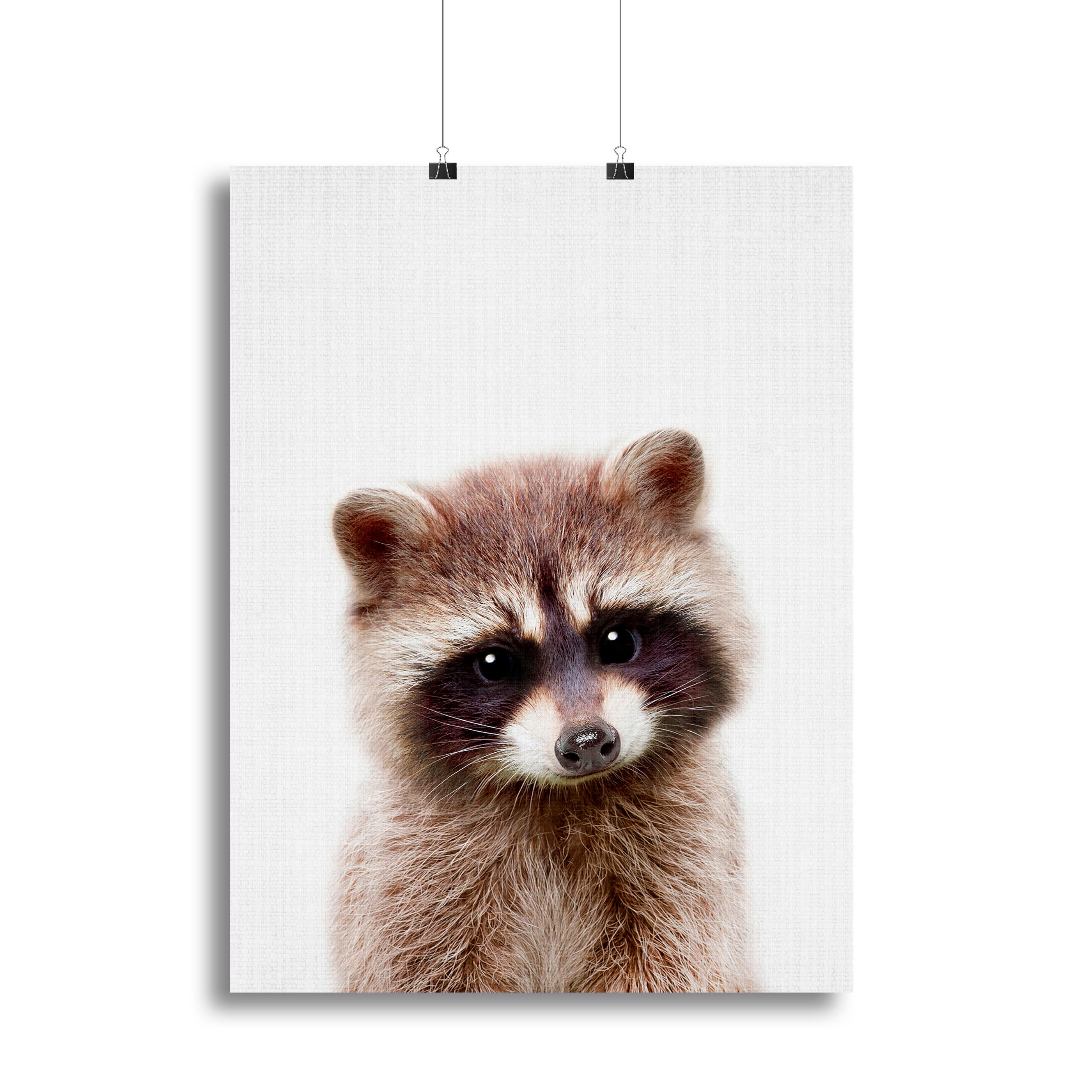 Peekaboo Raccoon Canvas Print or Poster - 1x - 2