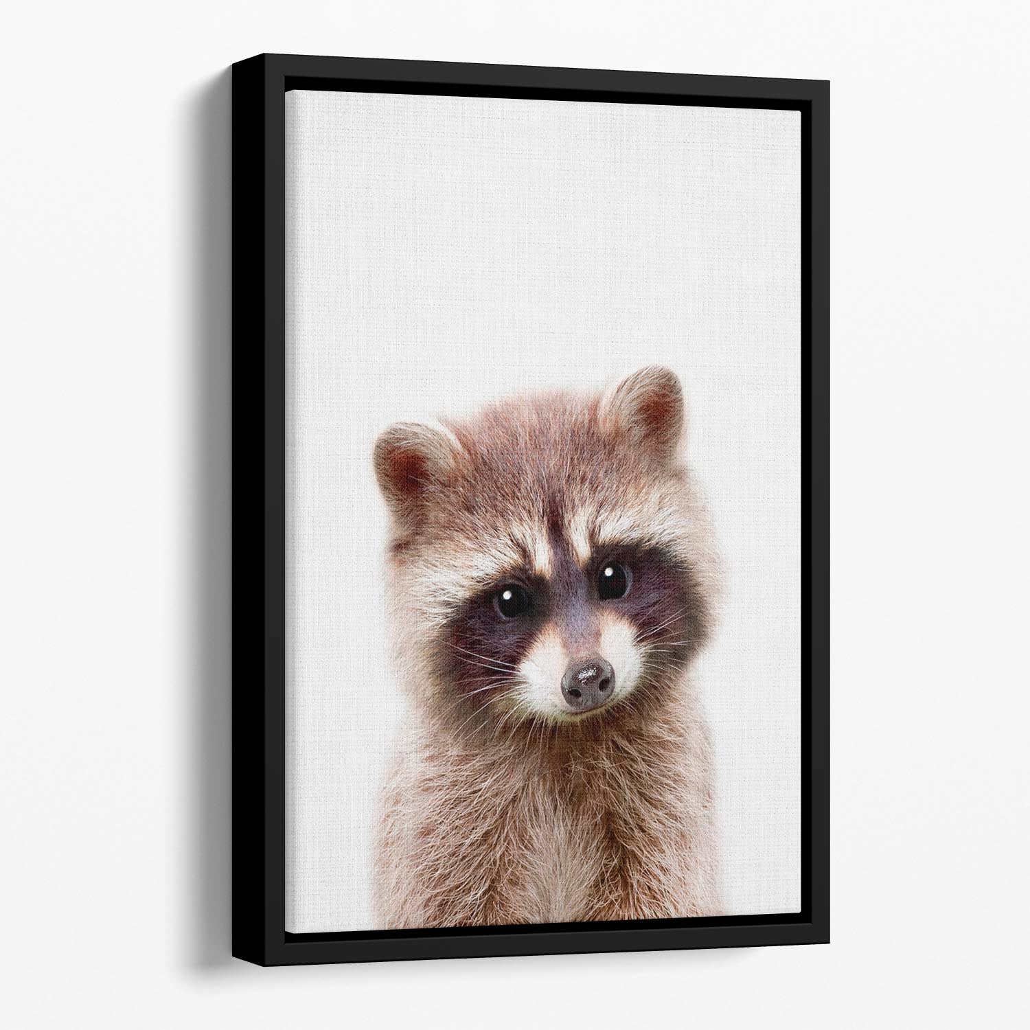 Peekaboo Raccoon Floating Framed Canvas - 1x - 1